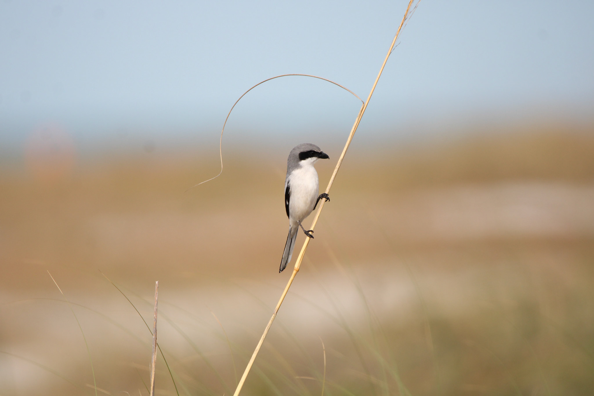 Loggerhead Shrike