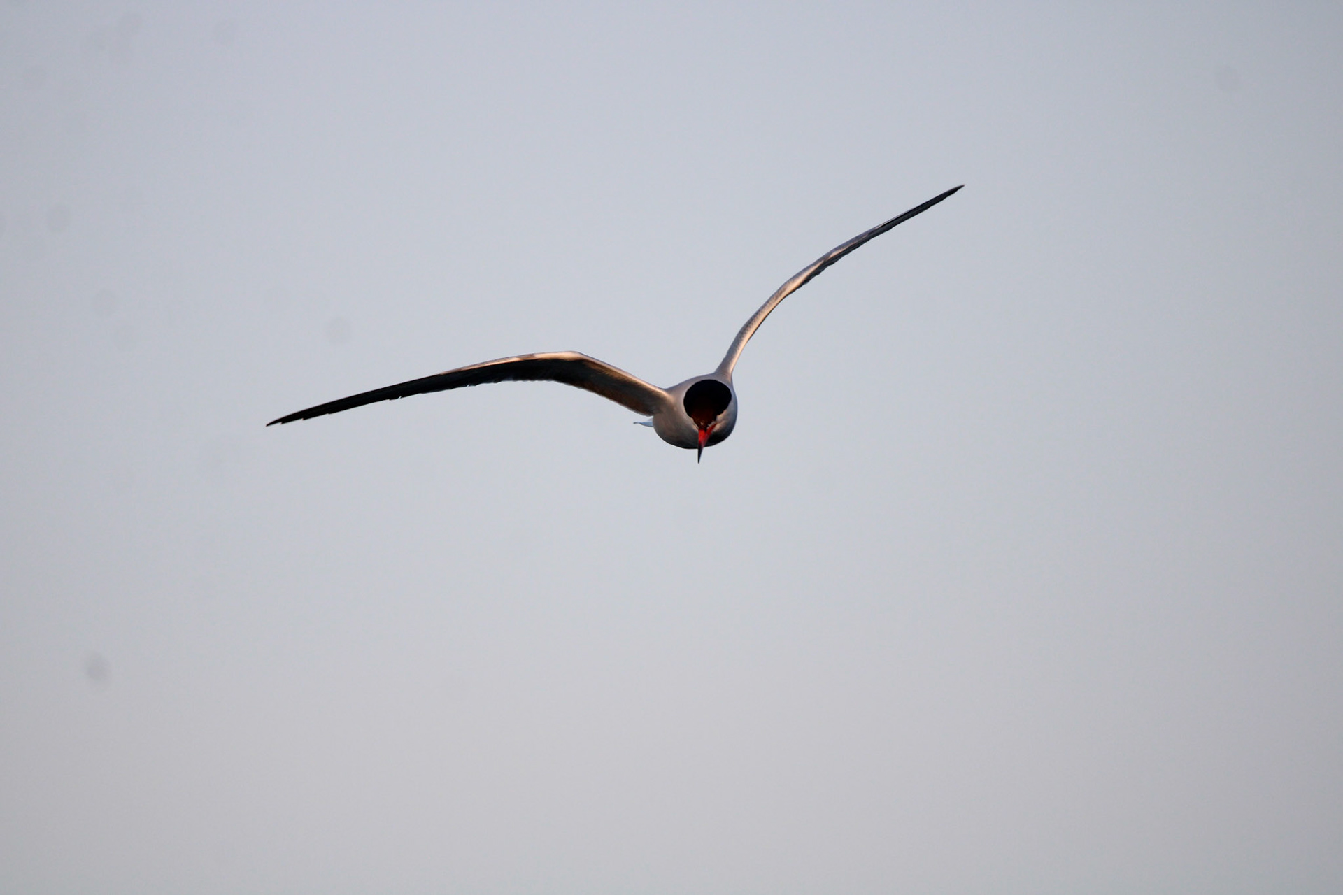 Common Tern