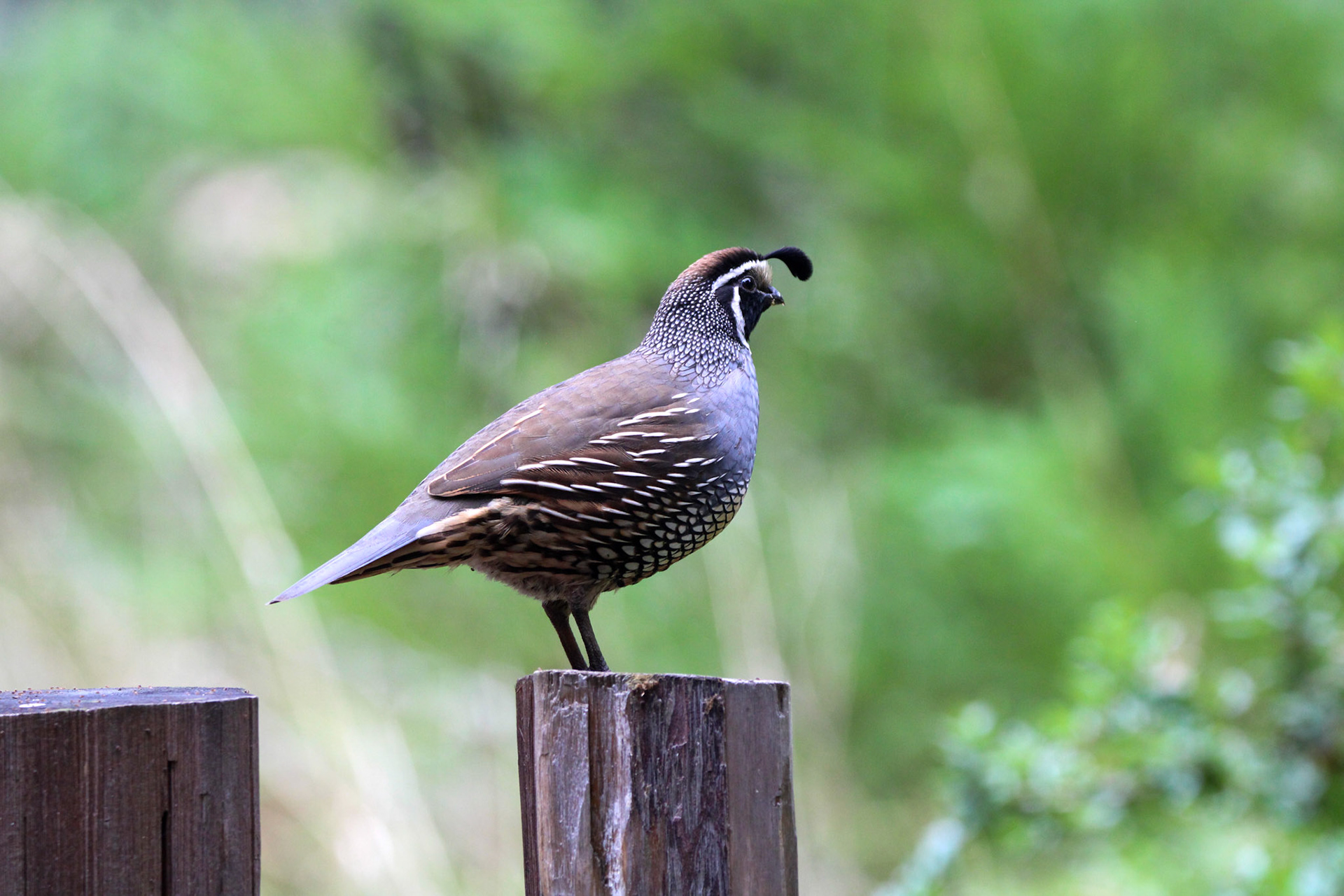California Quail- Big Basin Redwoods State Park