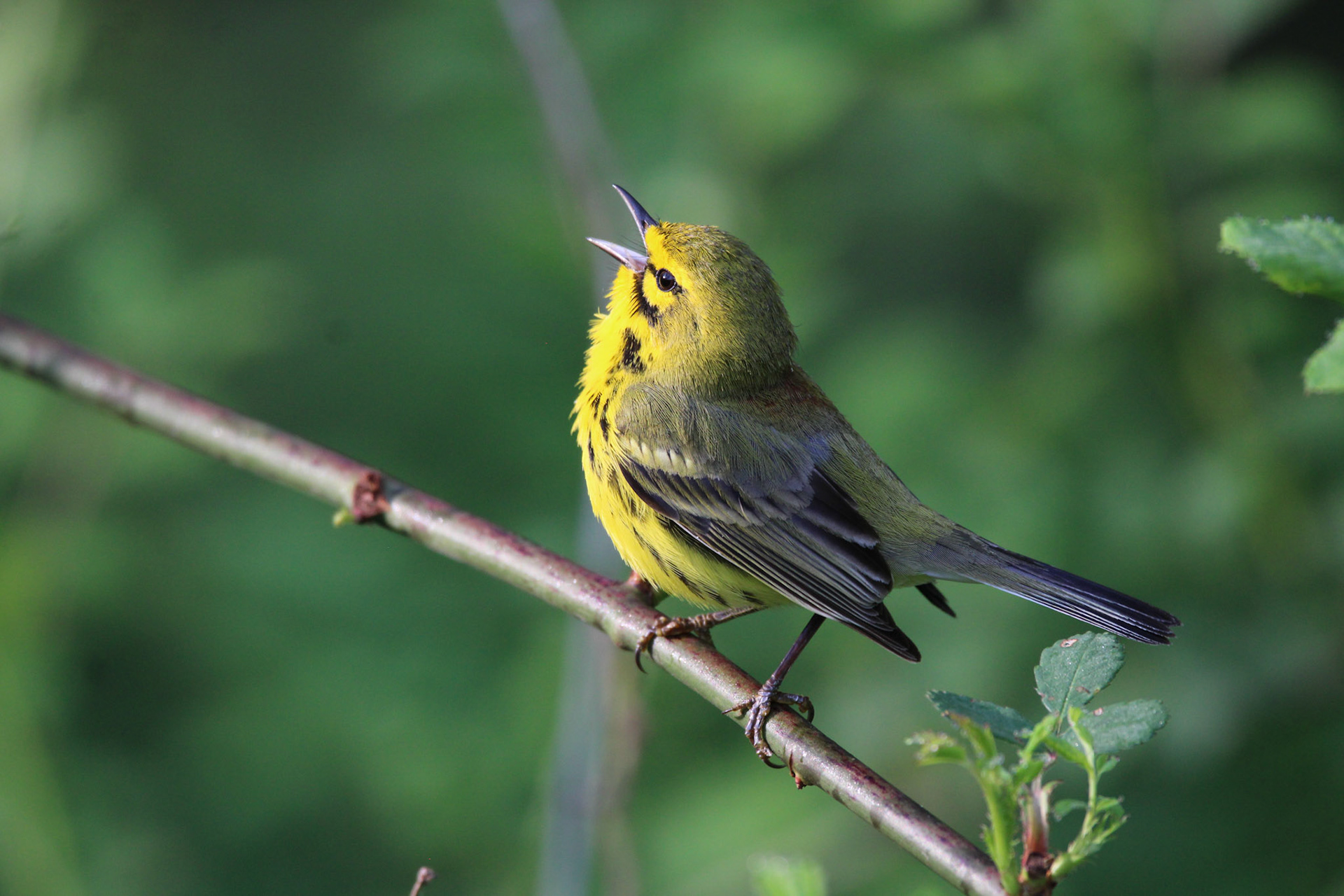 Prairie Warbler