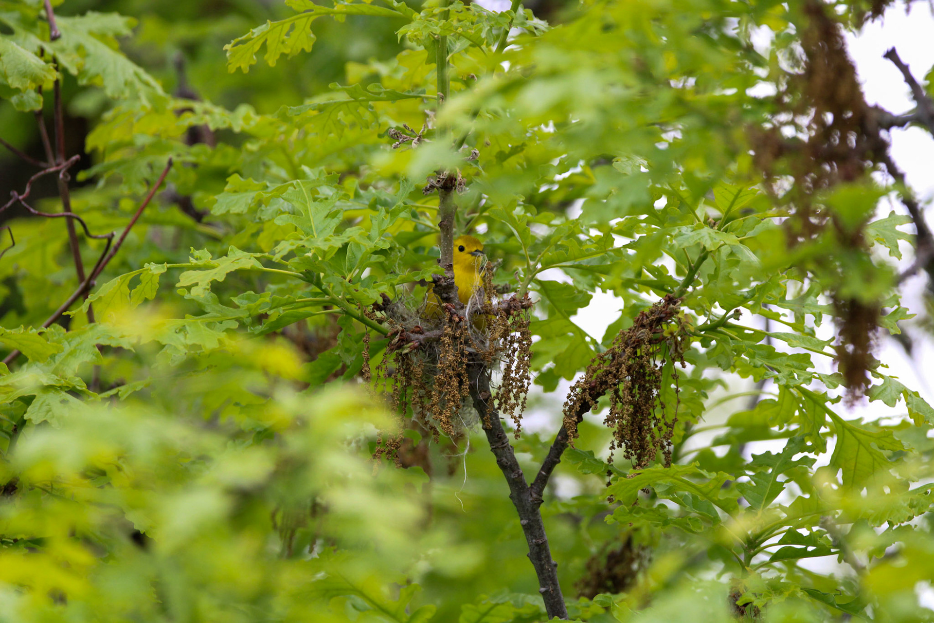 Yellow Warbler