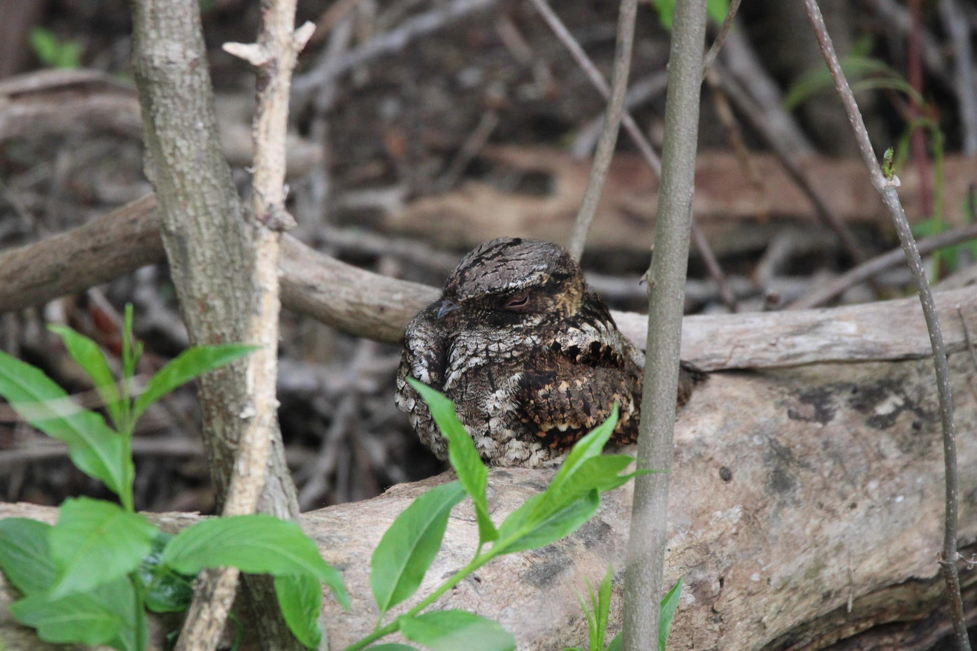 Eastern Whip-poor-will
