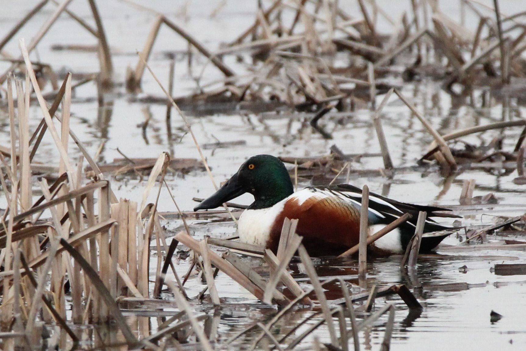 Northern Shoveler