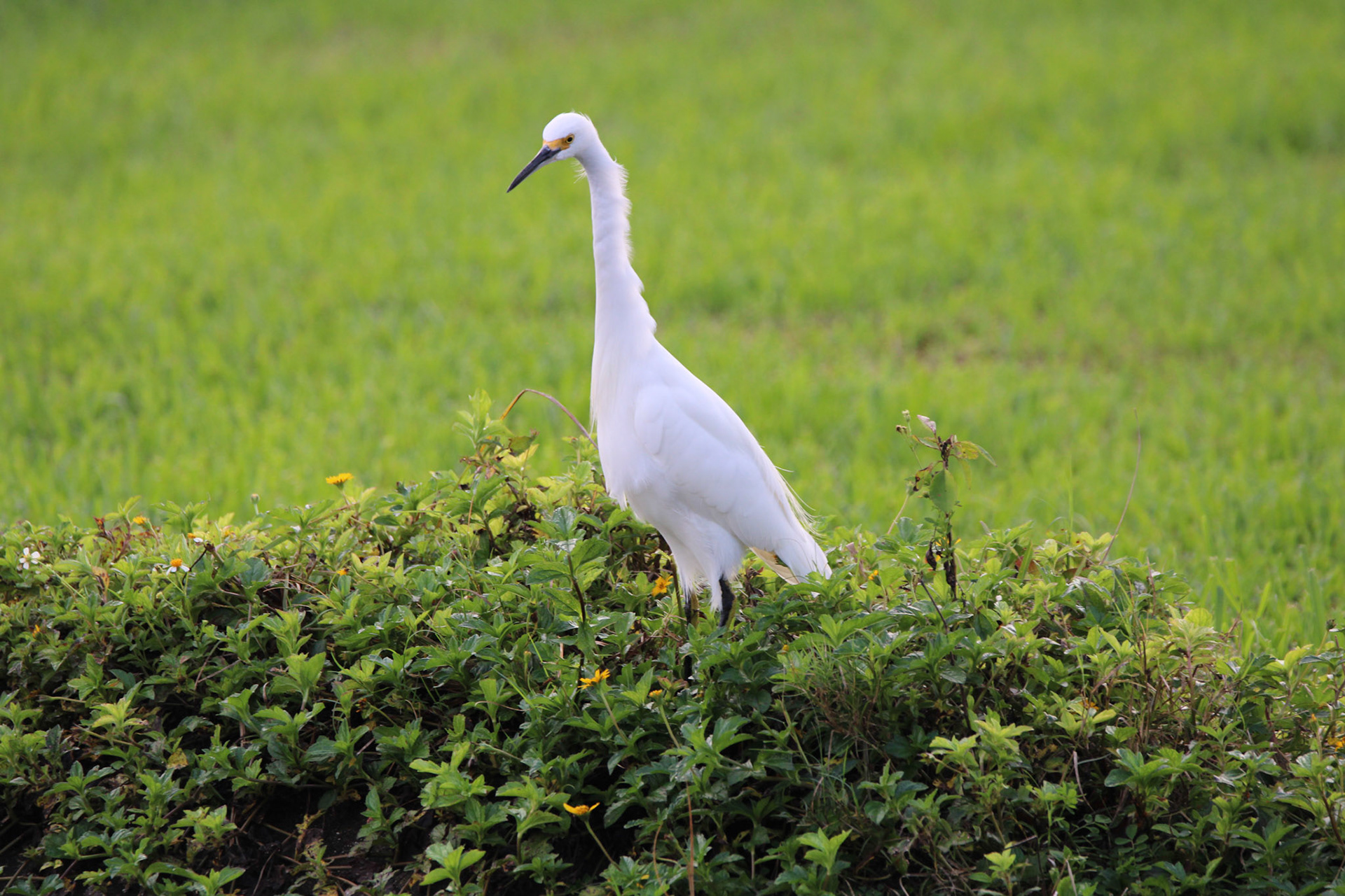 Snowy Egret