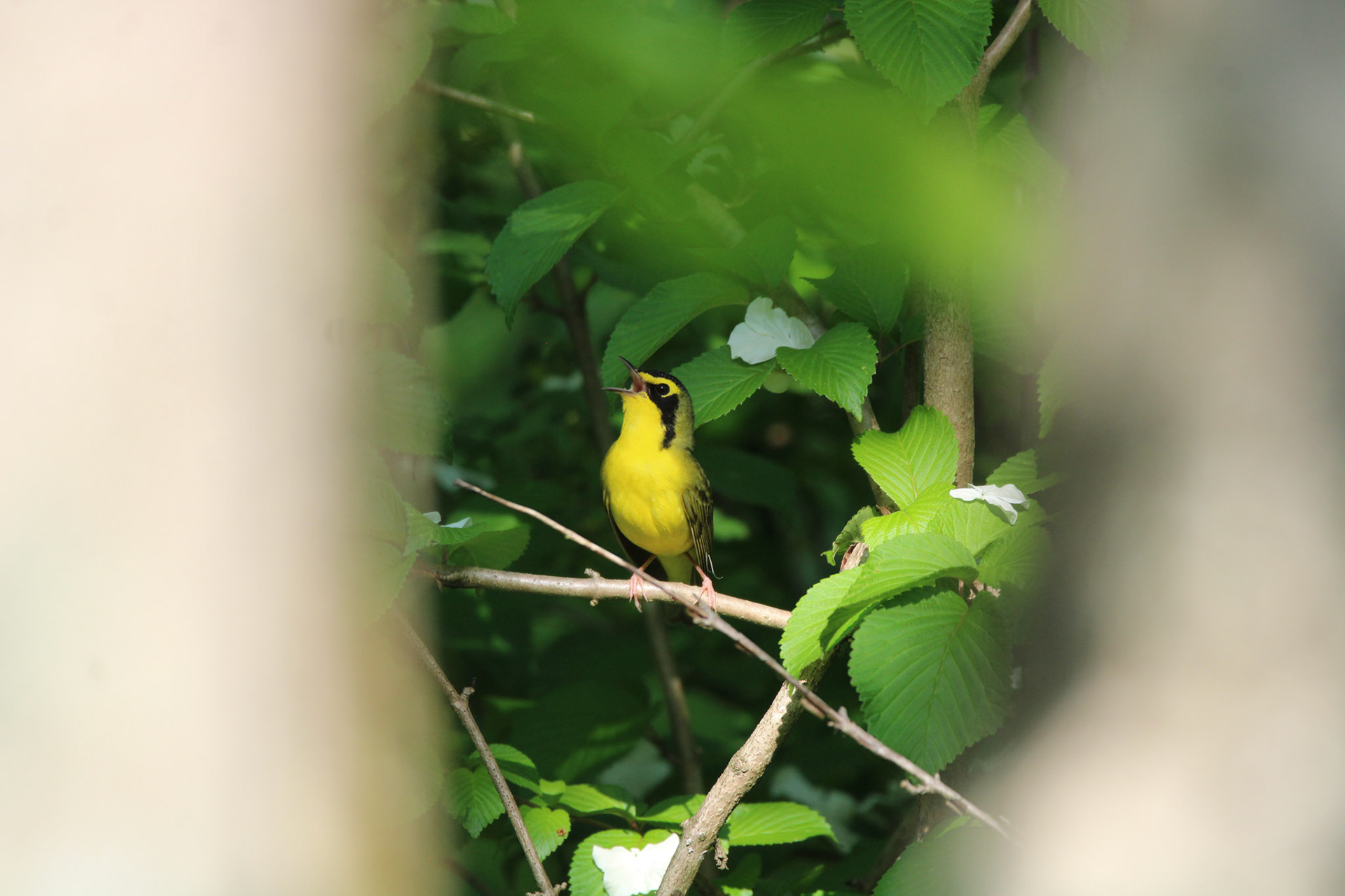 Kentucky Warbler