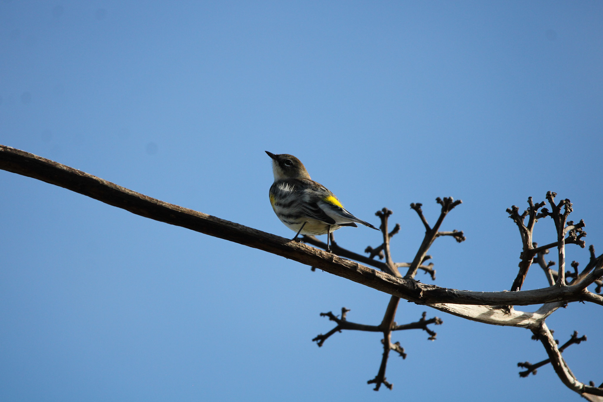 Yellow-rumped Warbler