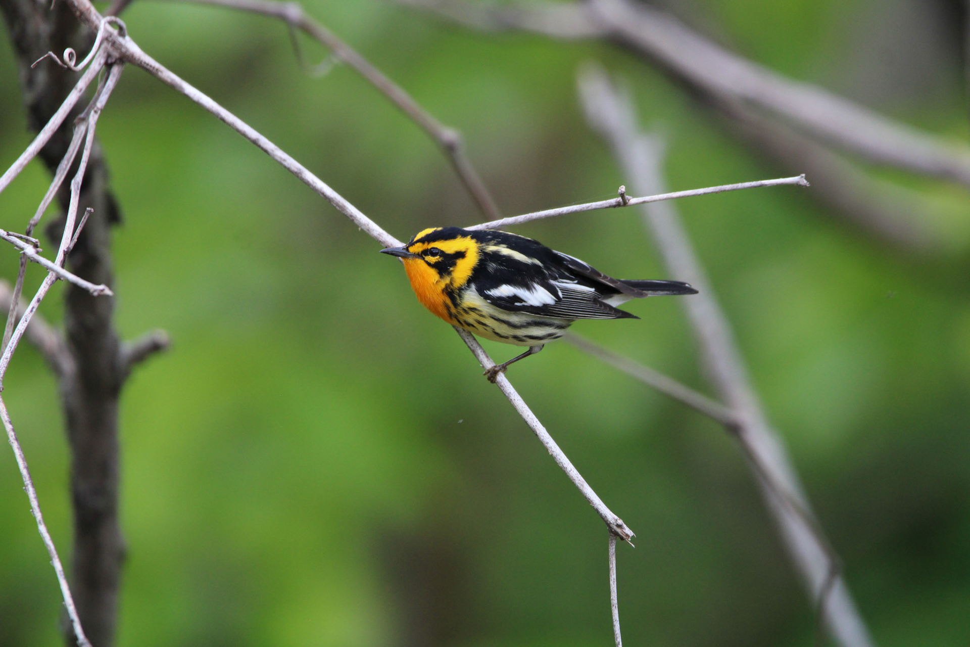 Blackburnian Warbler