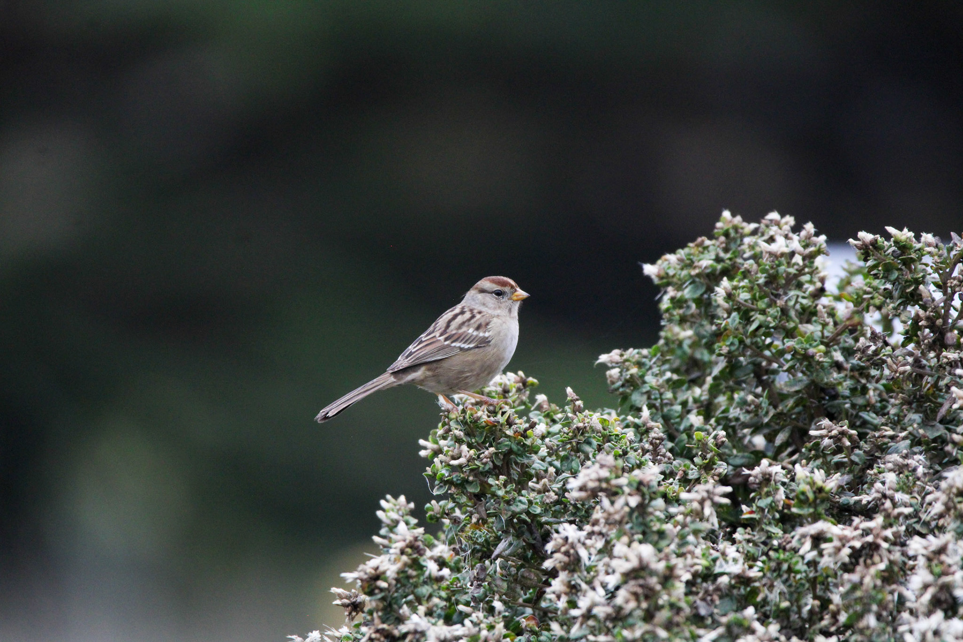 White-crowned Sparrow - Rodeo Lagoon