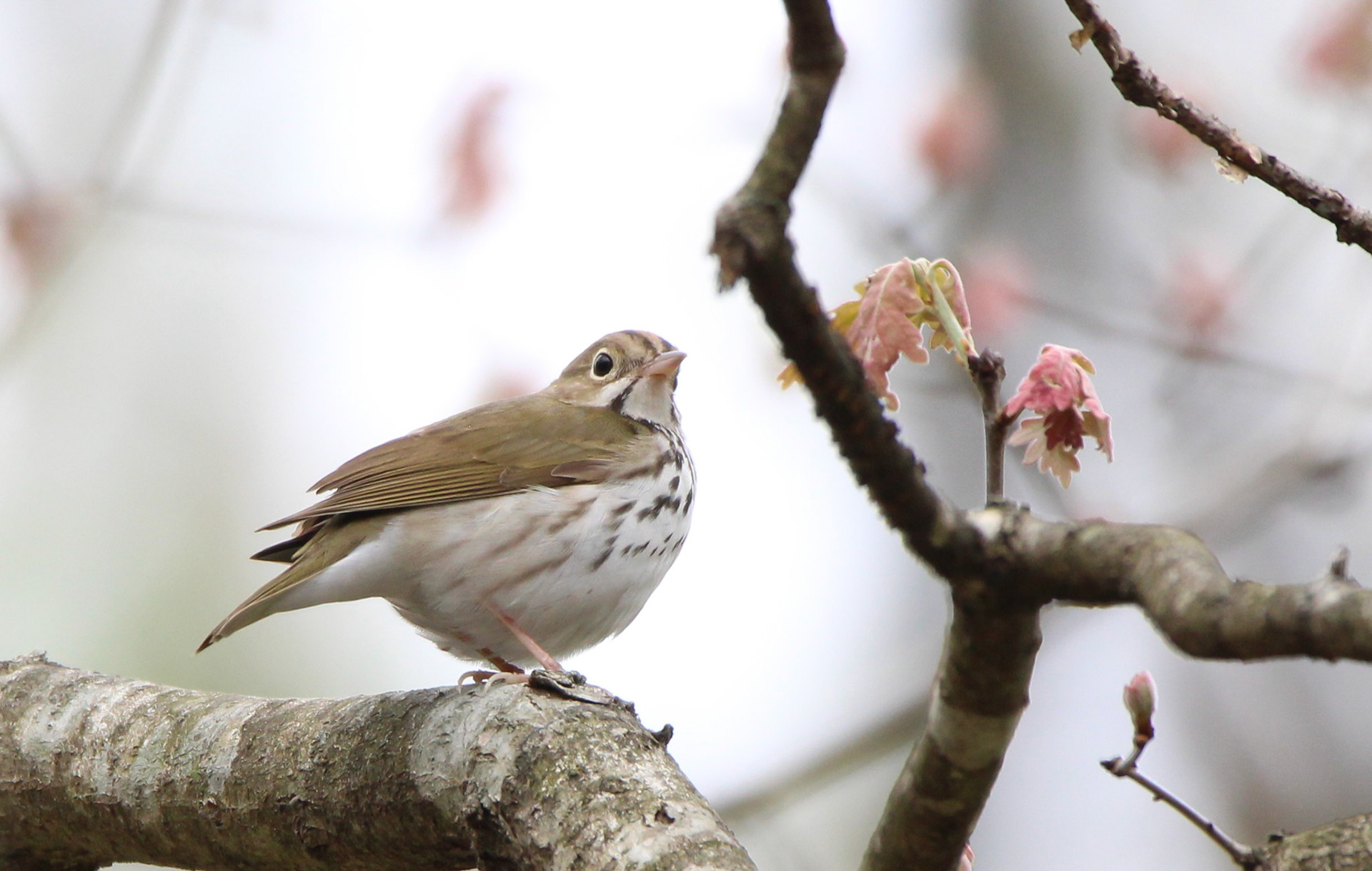 Ovenbird