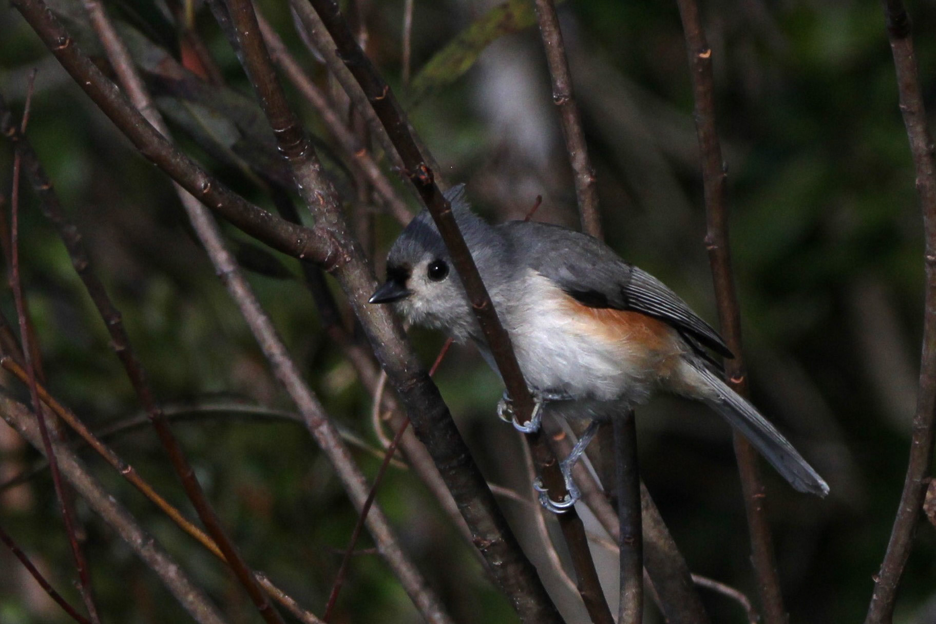 Tufted Titmouse