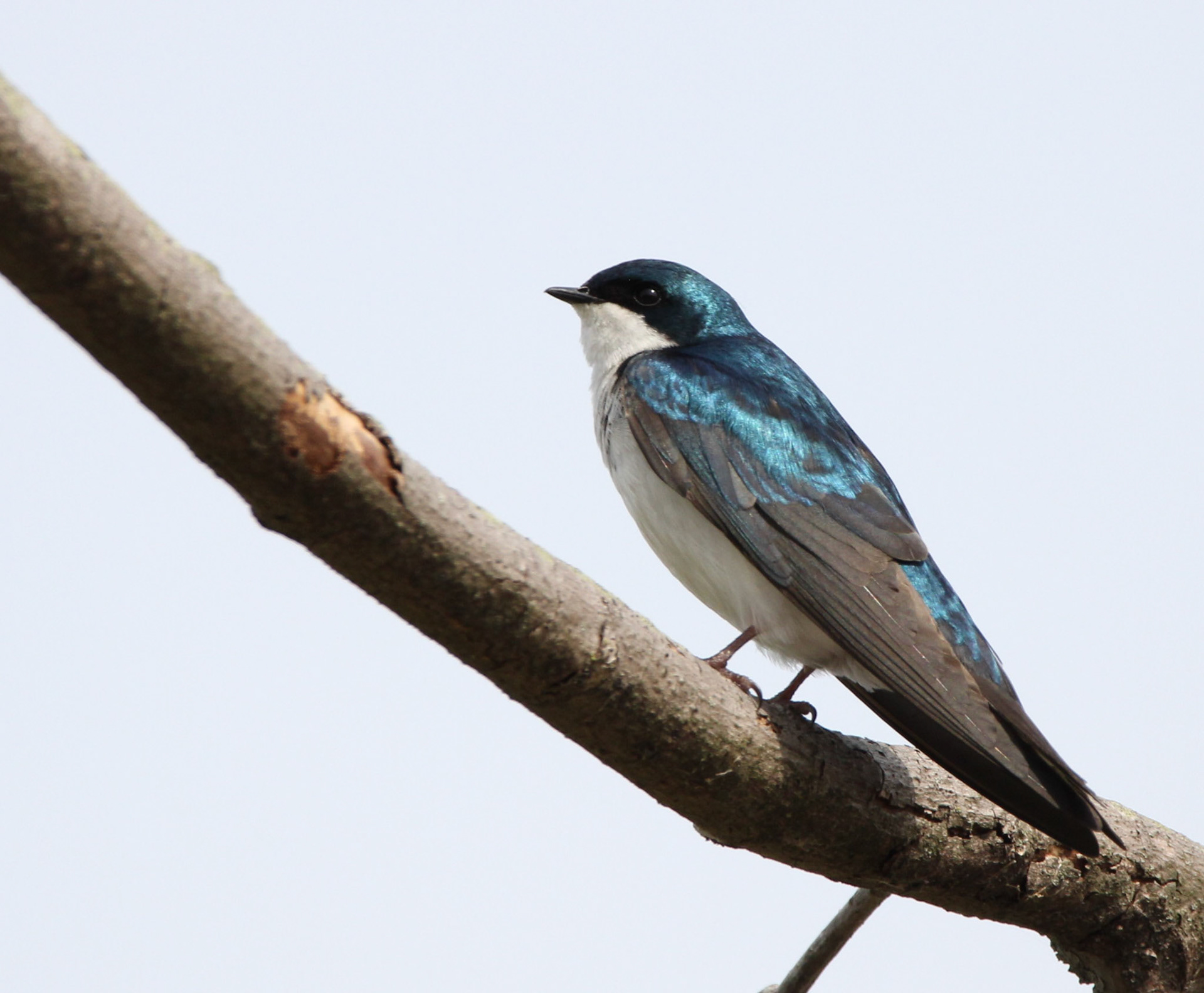Tree Swallow