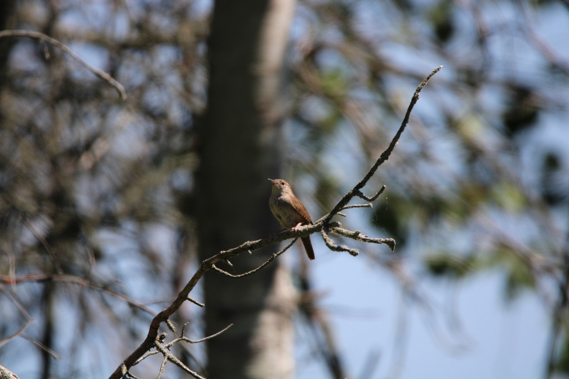 Northern House Wren