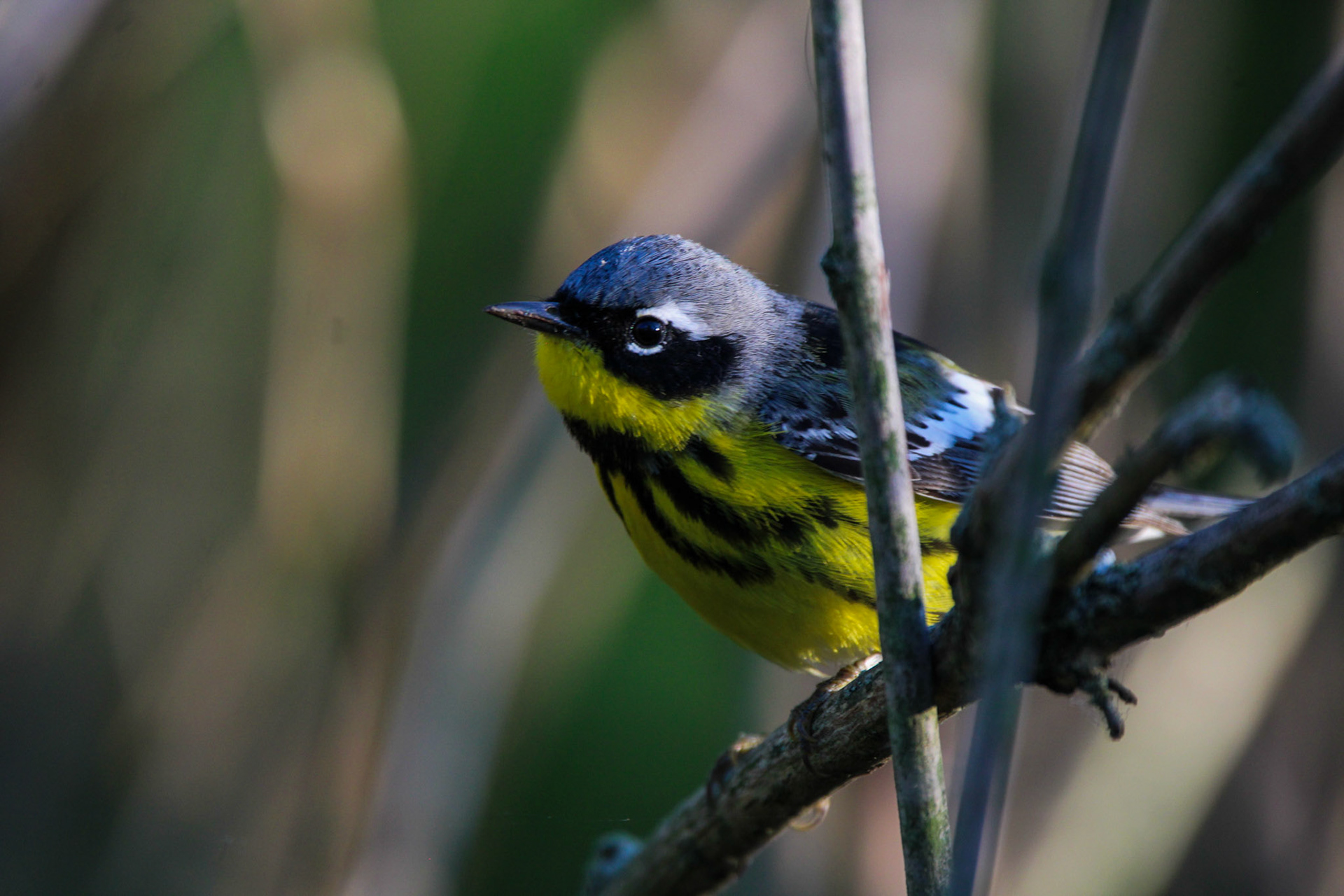 Magnolia Warbler