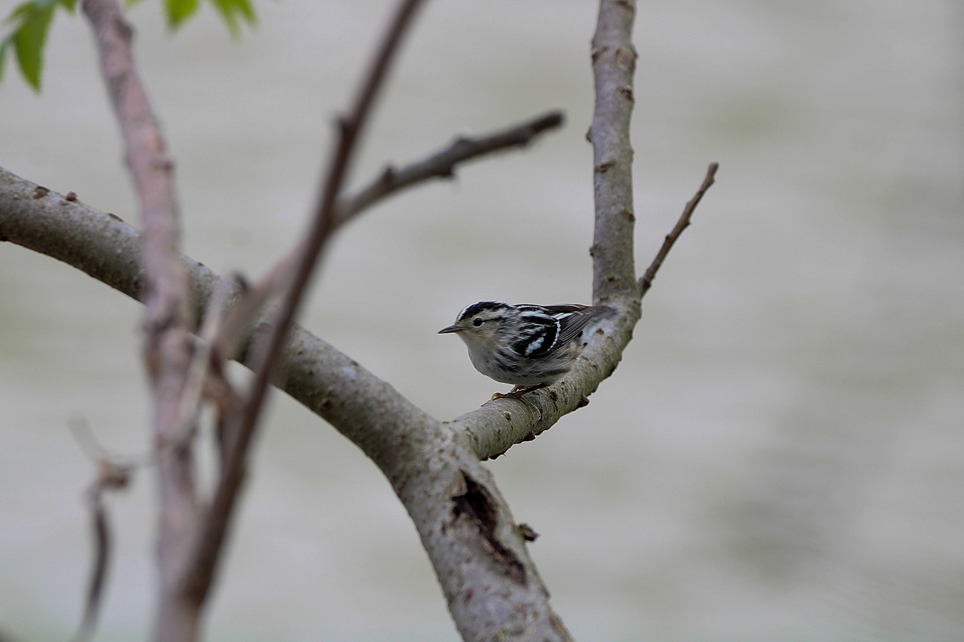 Black-and-white Warbler
