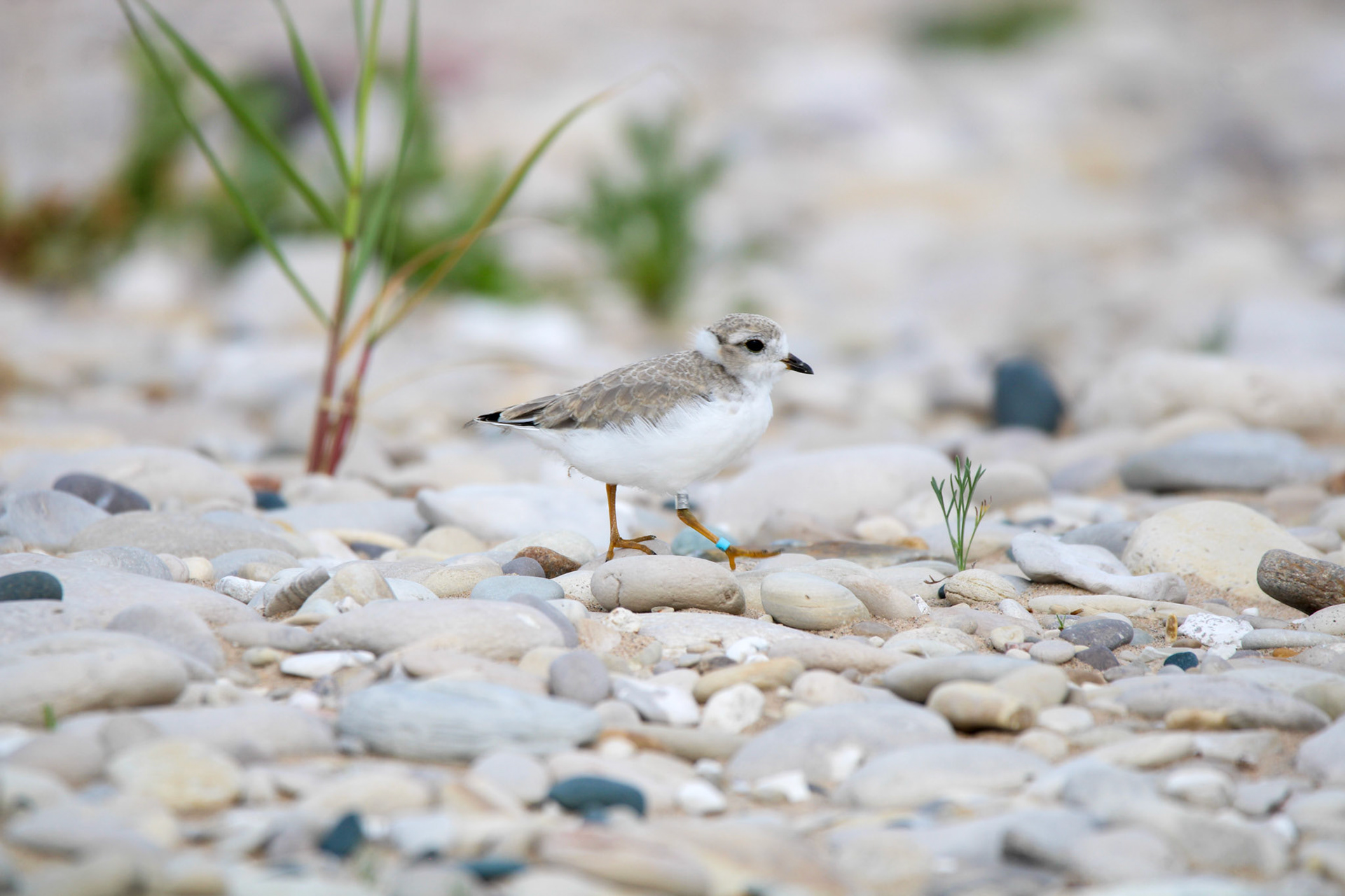 Piping Plover