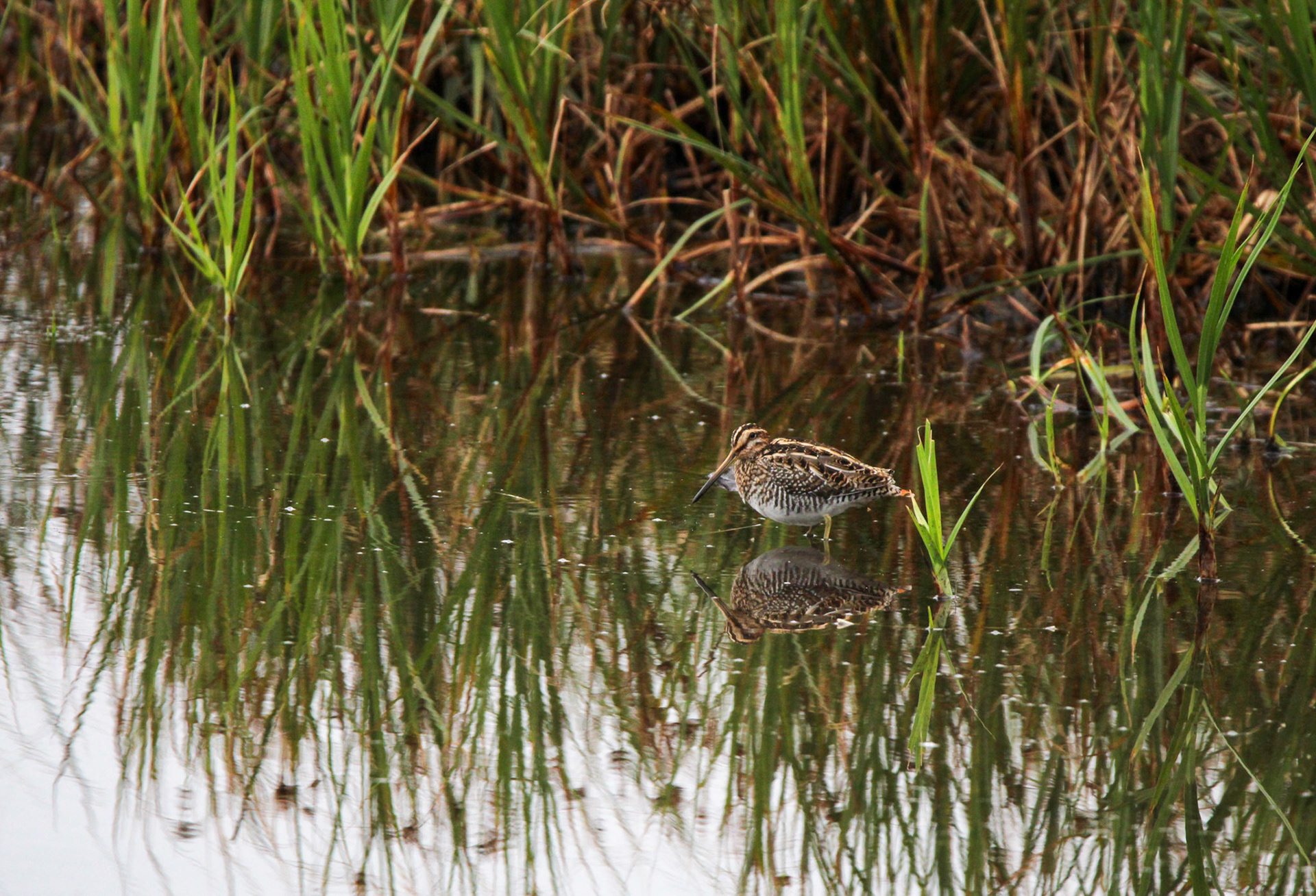 Wilson's Snipe - Rodeo Lagoon
