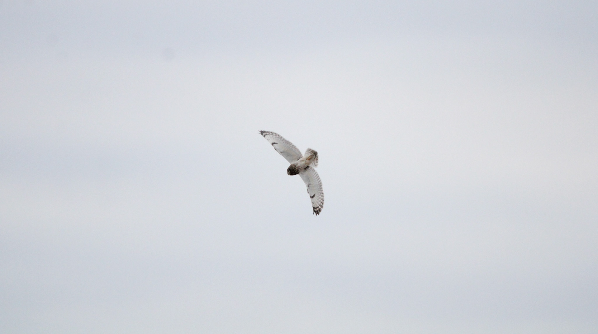 Short-eared Owl