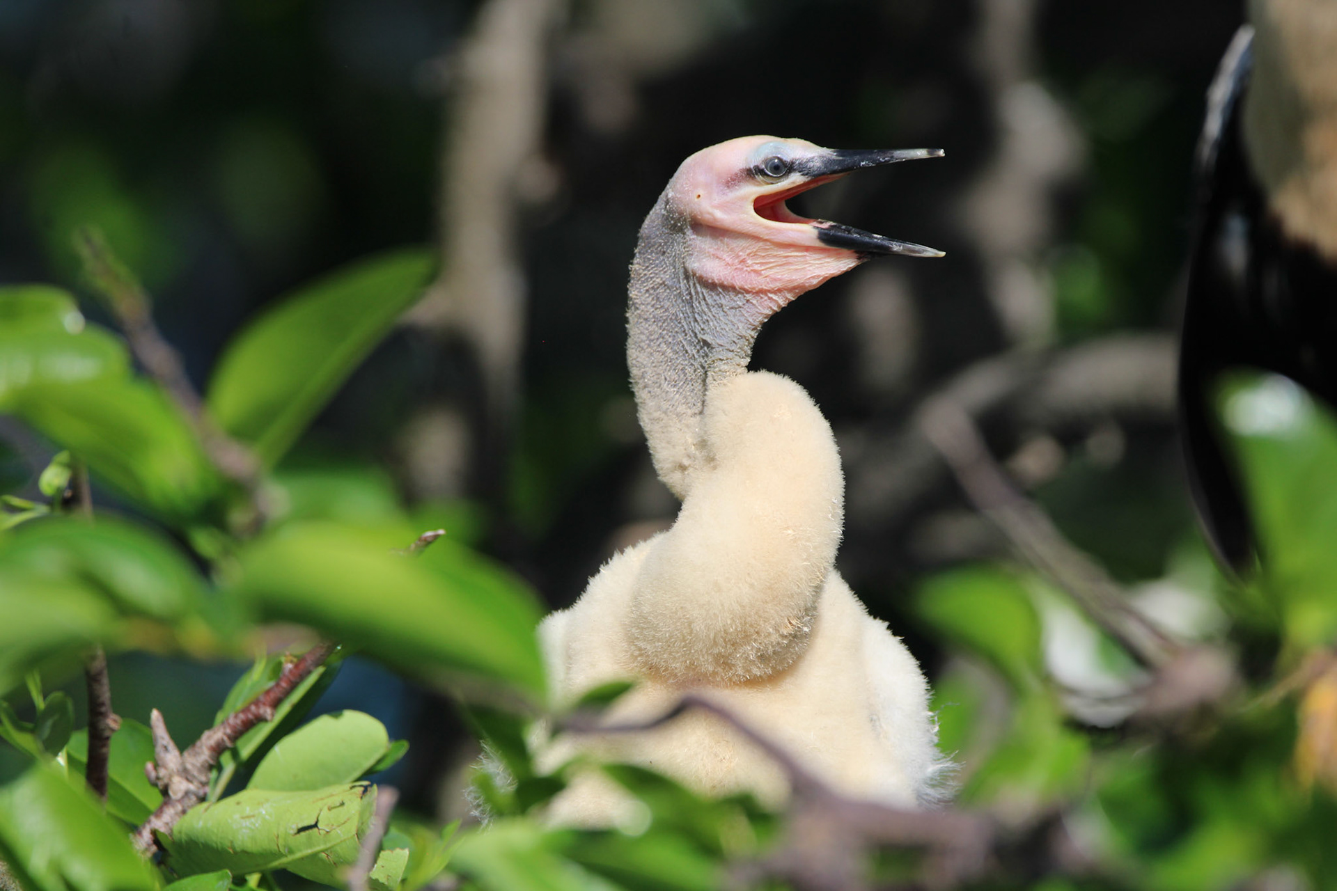 Anhinga - Wakodahatchee Wetlands