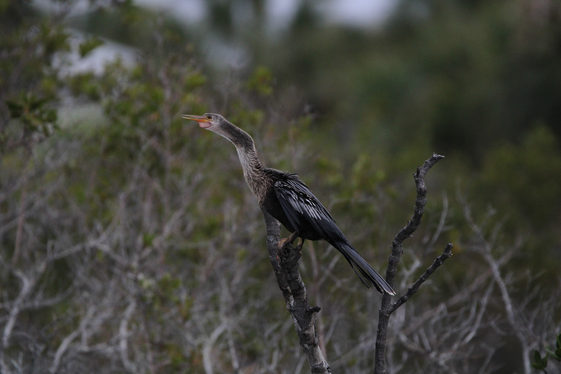 Anhinga