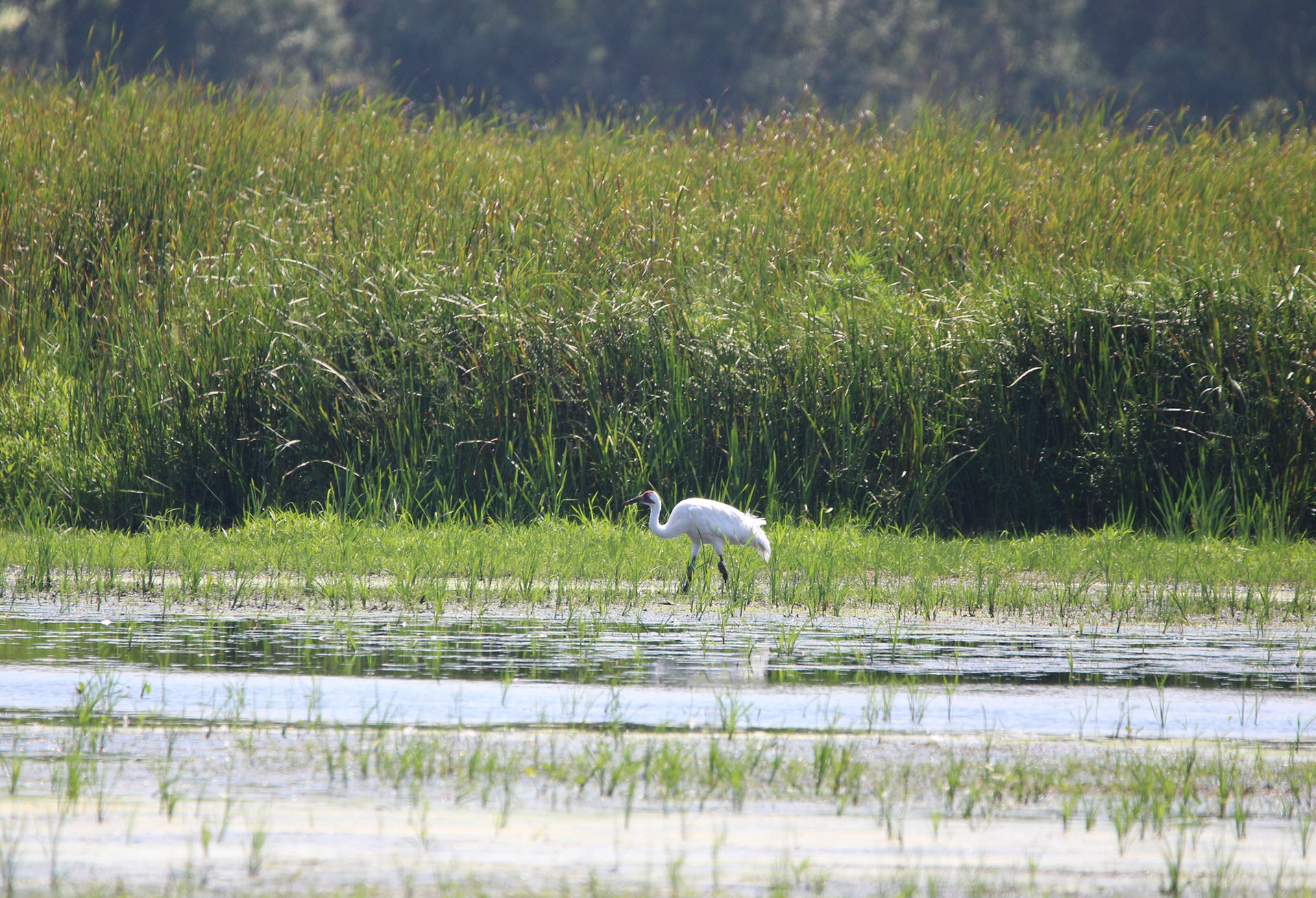 Whooping Crane - Horicon Marsh