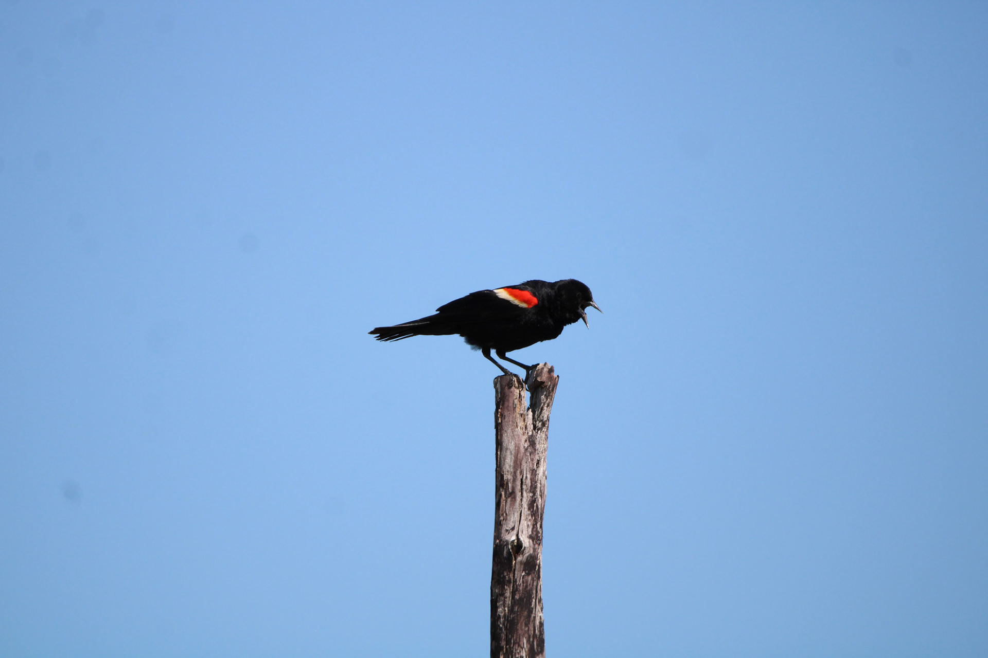Red-winged Blackbird