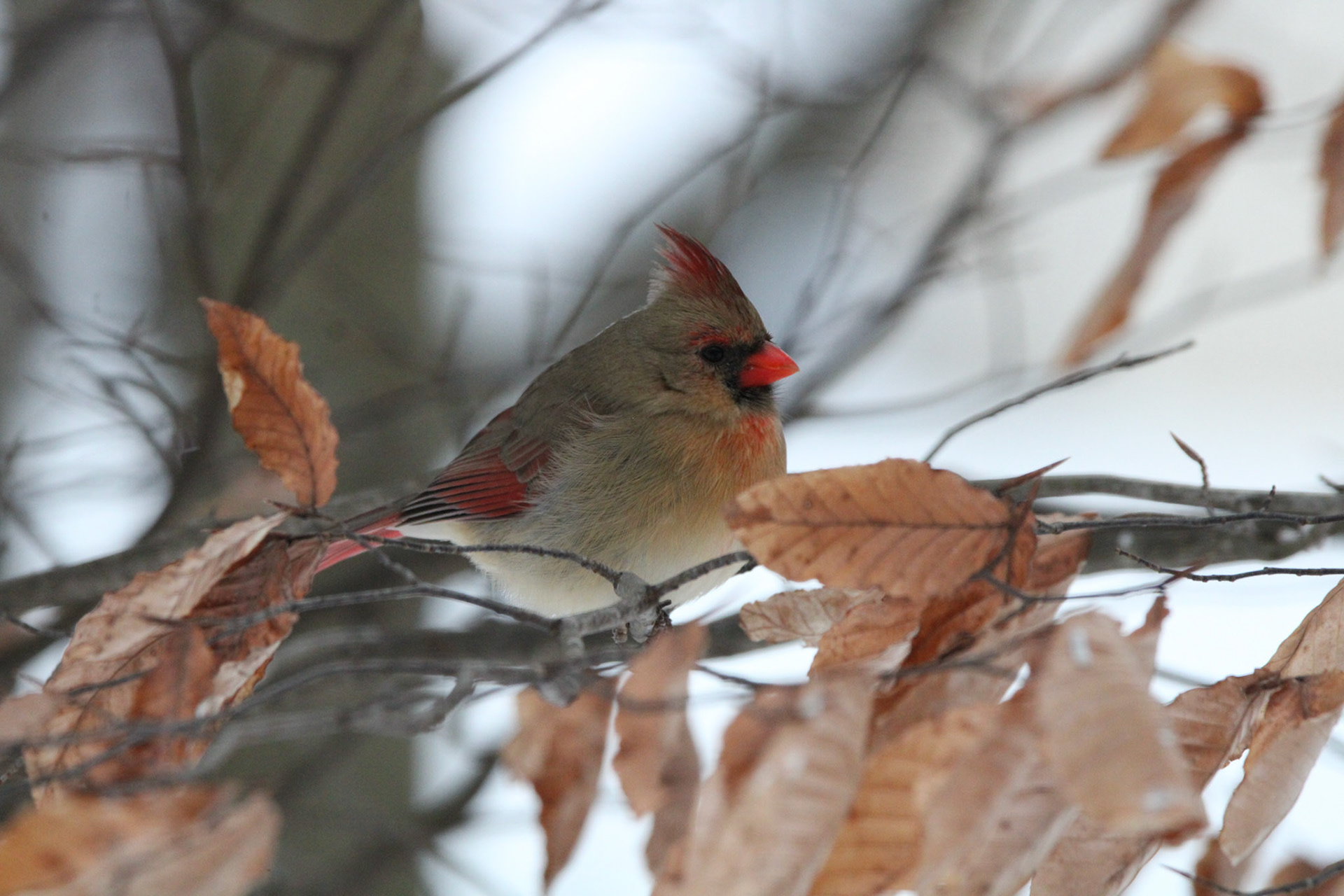 Northern Cardinal (F)