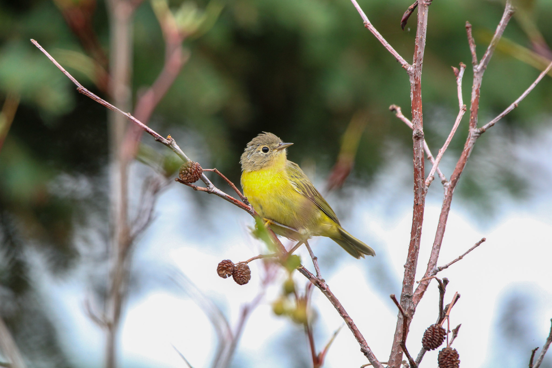Nashville Warbler? - Grand Marais