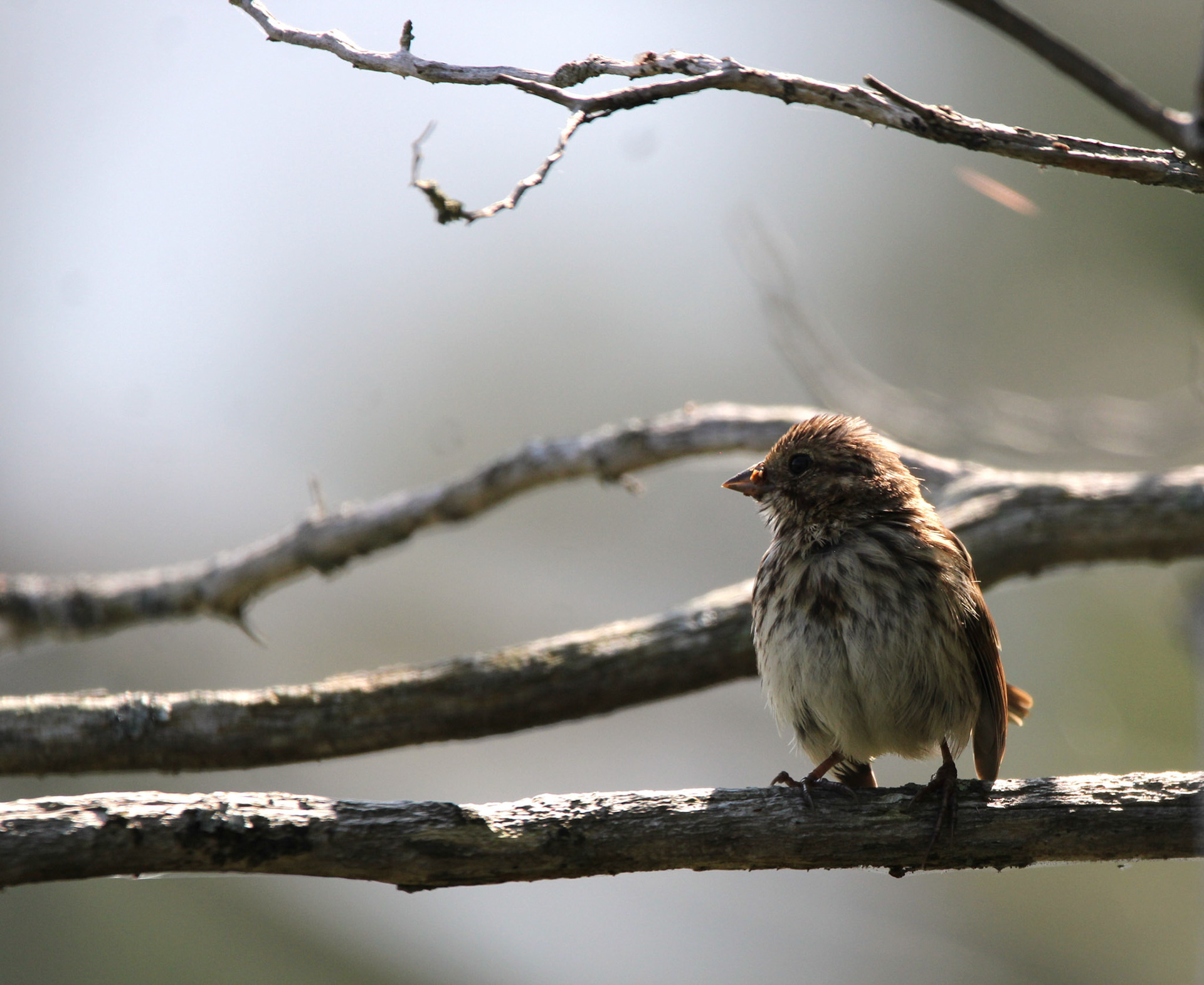 Song Sparrow?