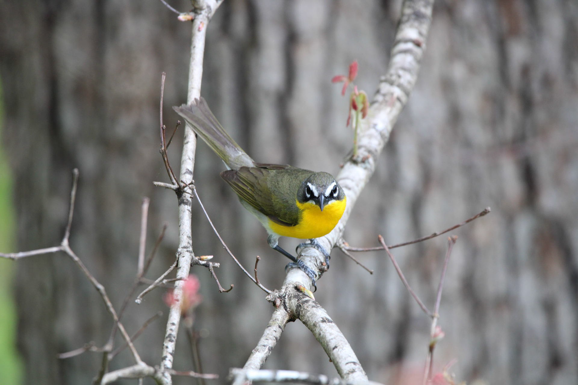 Yellow-breasted Chat