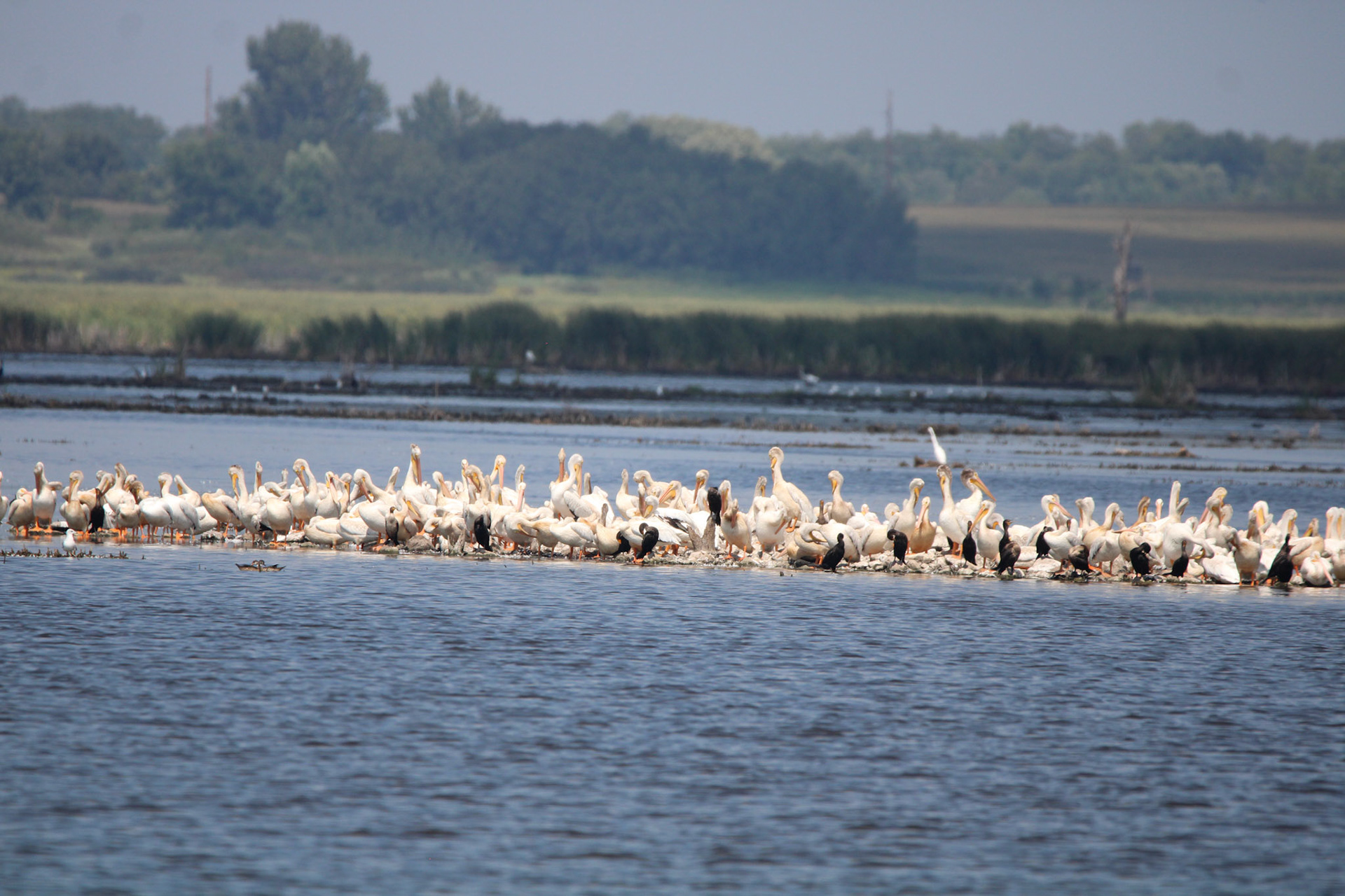 White Pelican and Double-crested Cormorant - Horicon Marsh