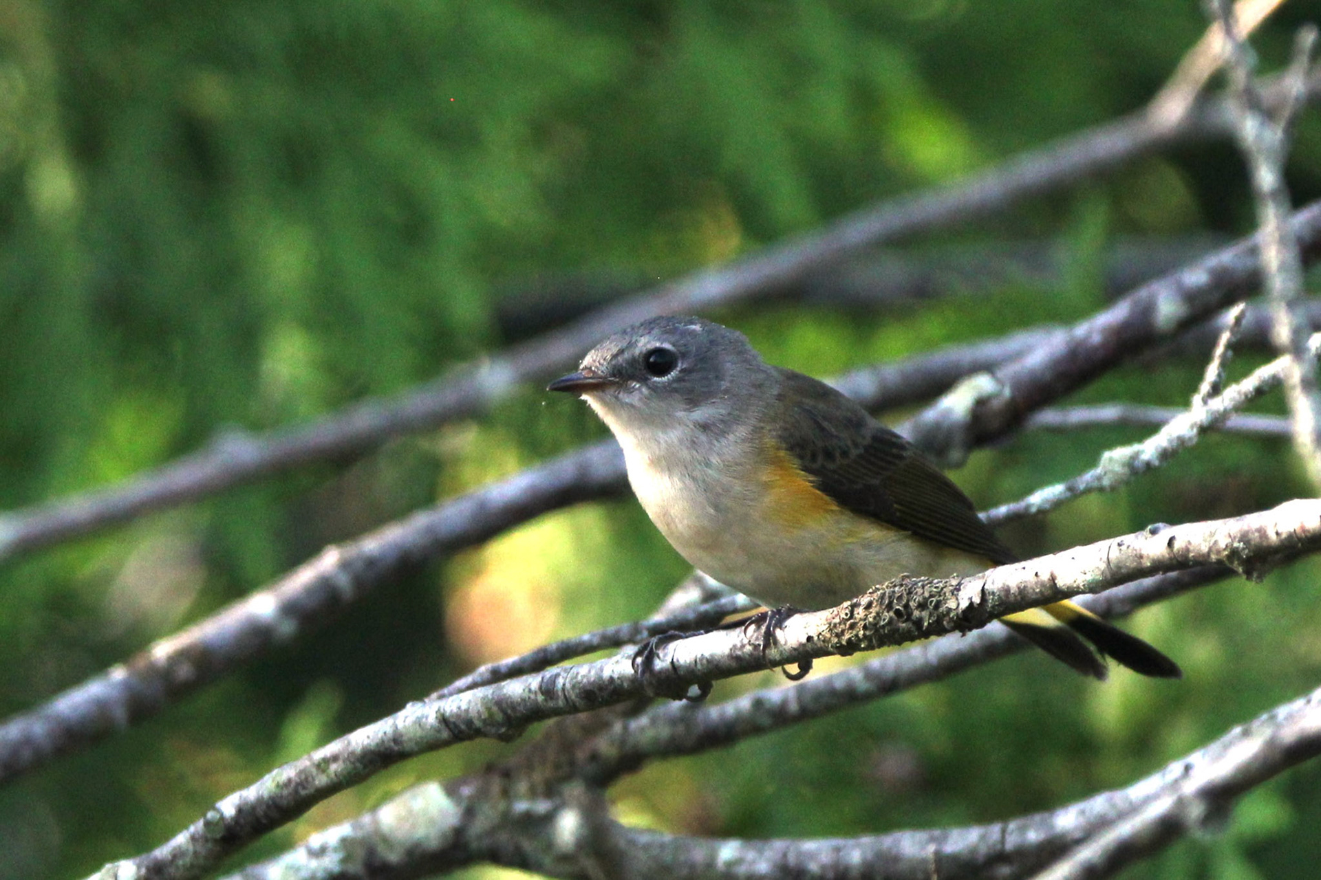 American Redstart (F)