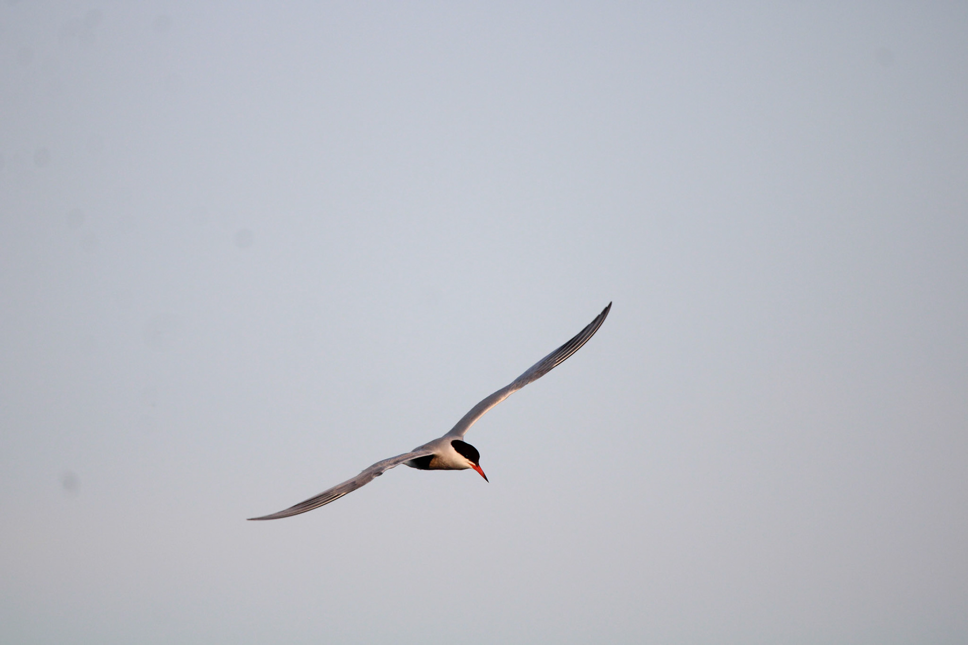Common Tern by Ryan