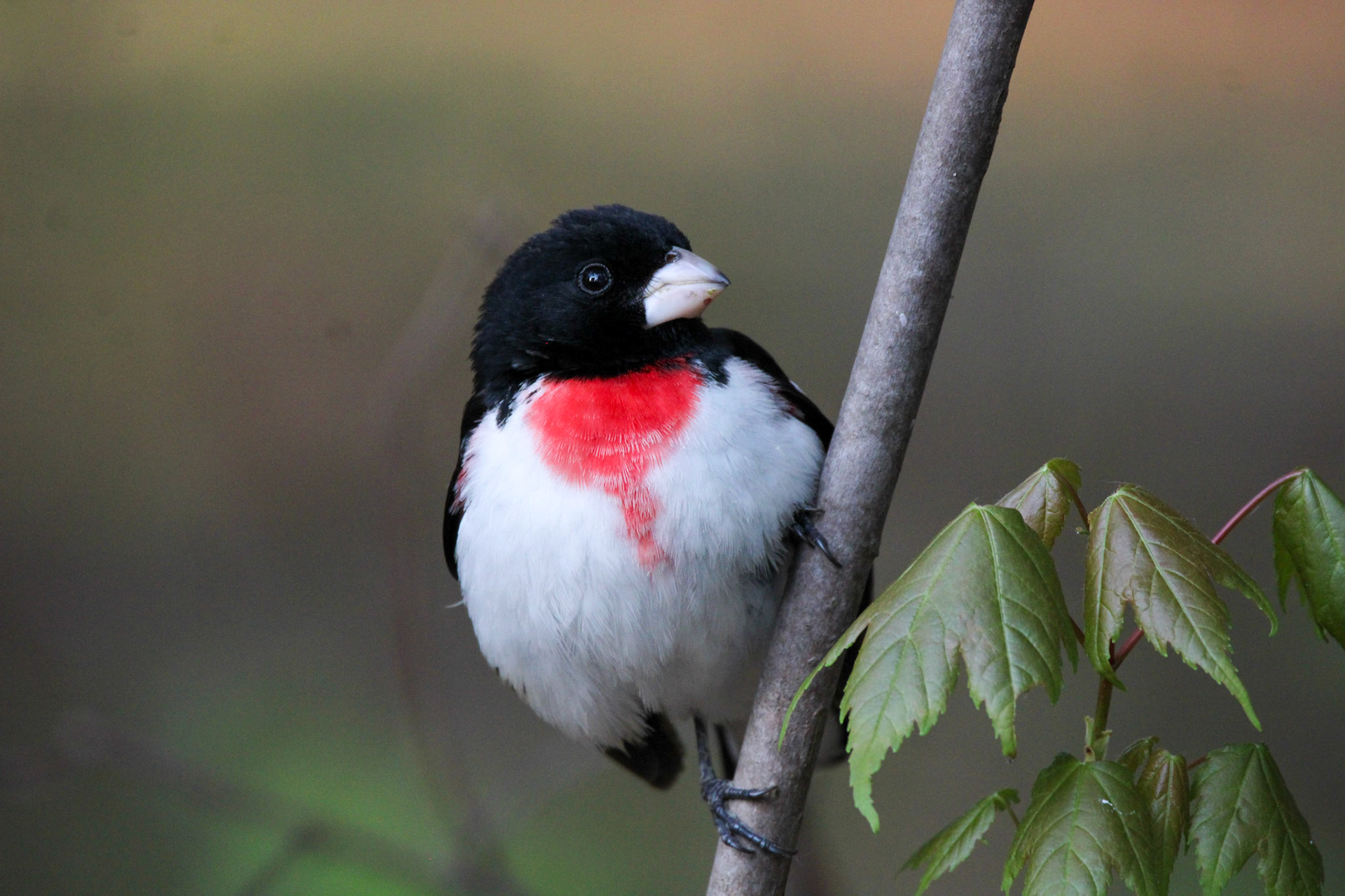 Rose-breasted Grosbeak