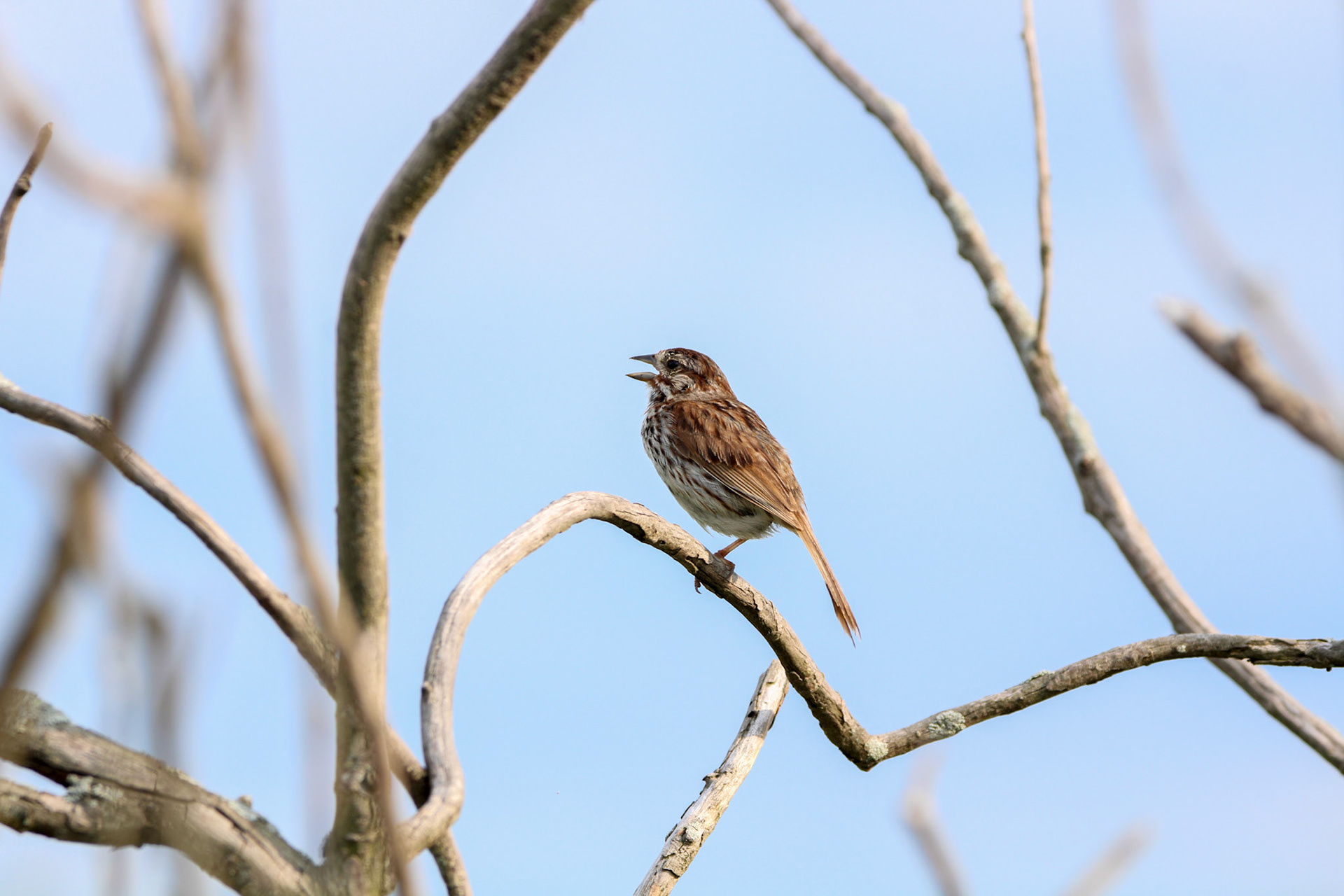 Song Sparrow