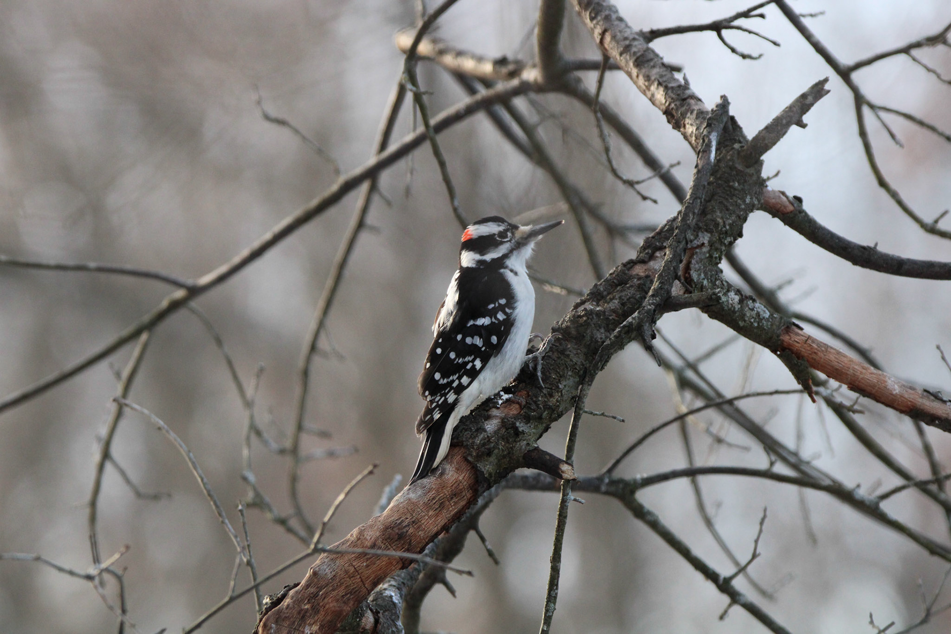 Hairy Woodpecker