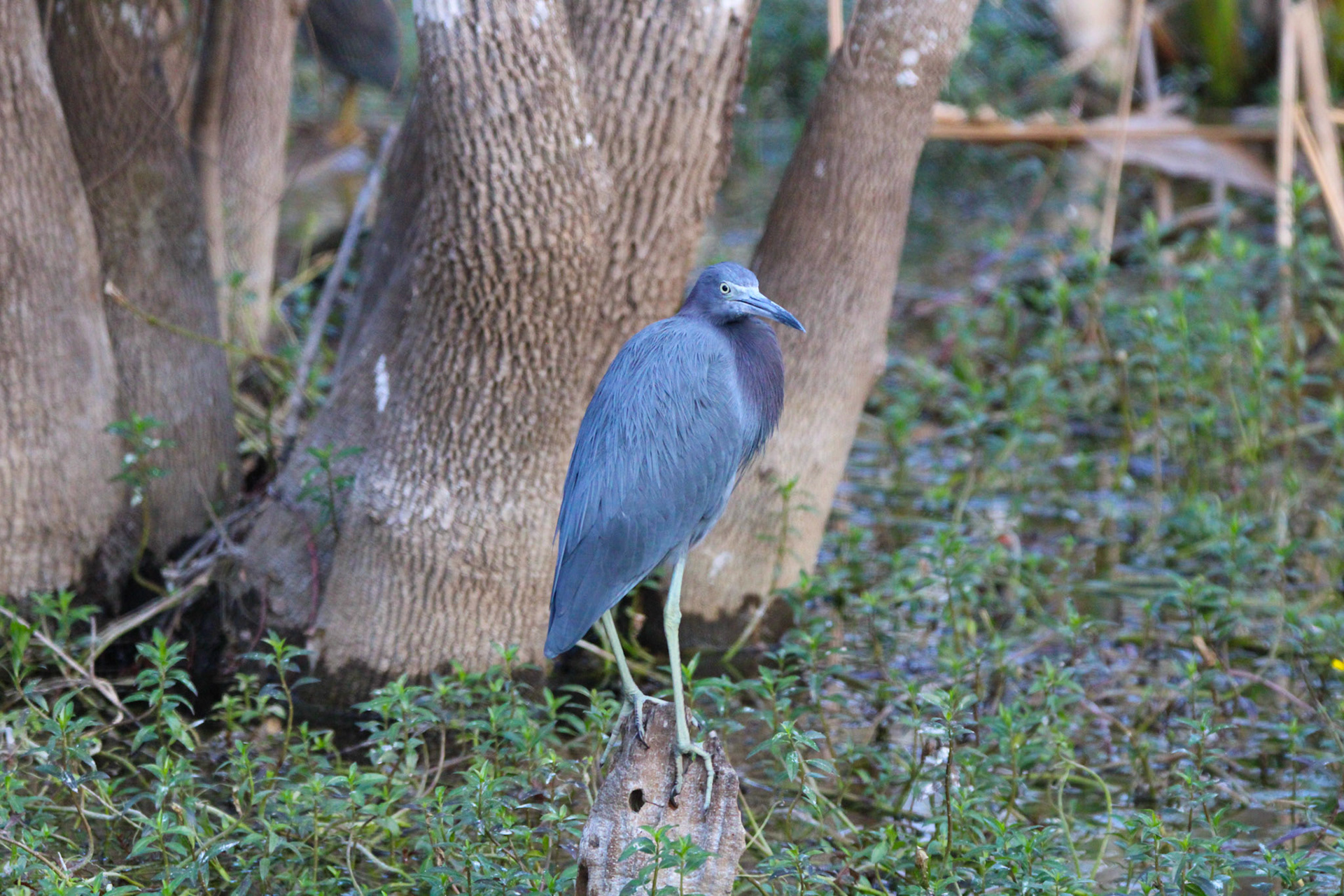 Little Blue Heron