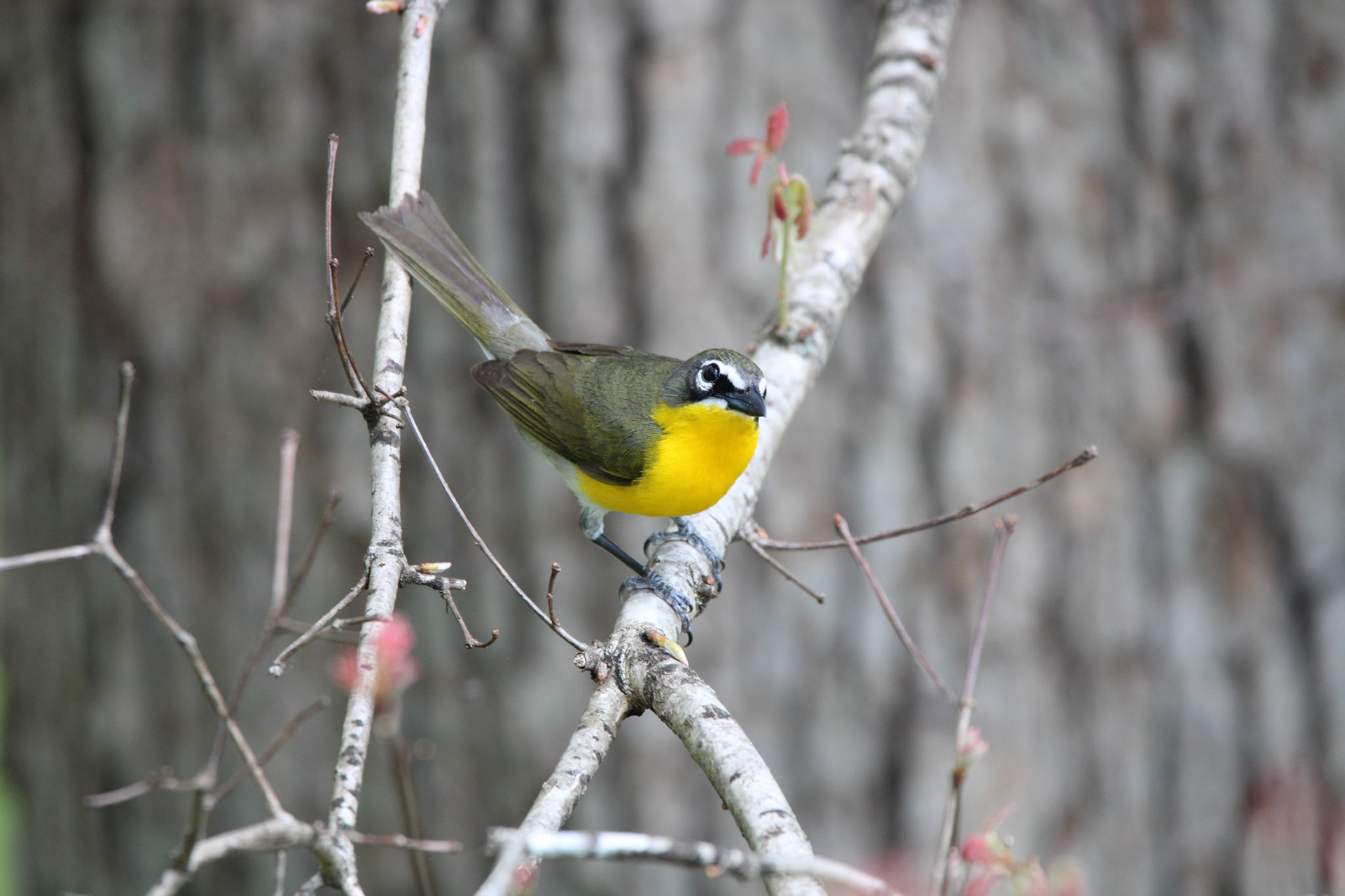 Yellow-breasted Chat