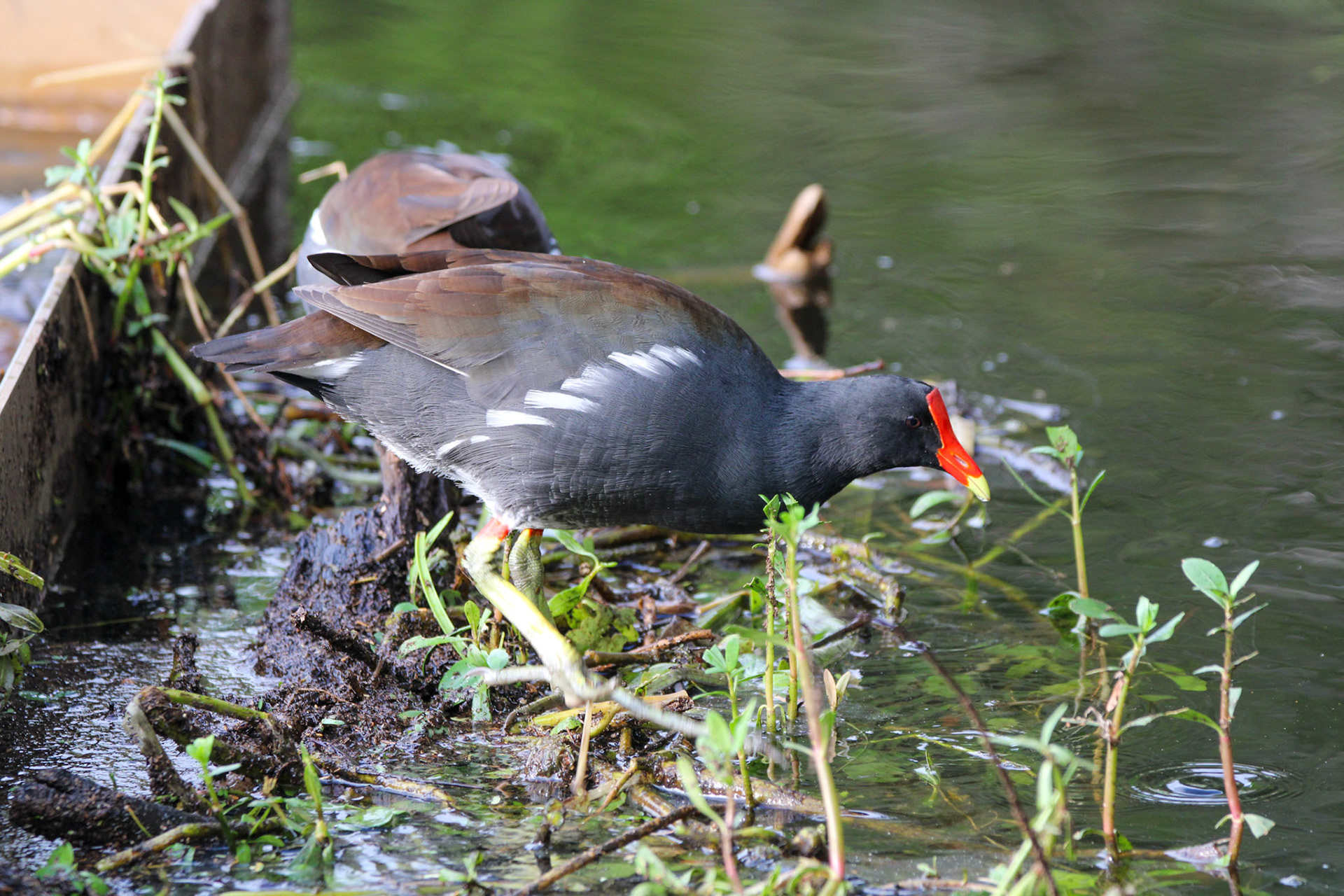 Common Gallinule