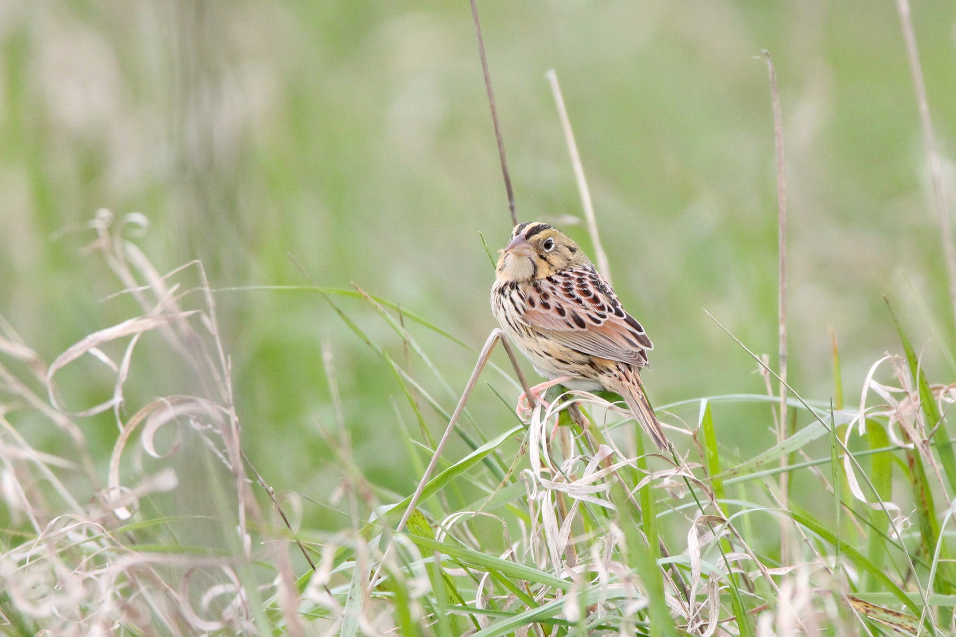 Henslow's Sparrow