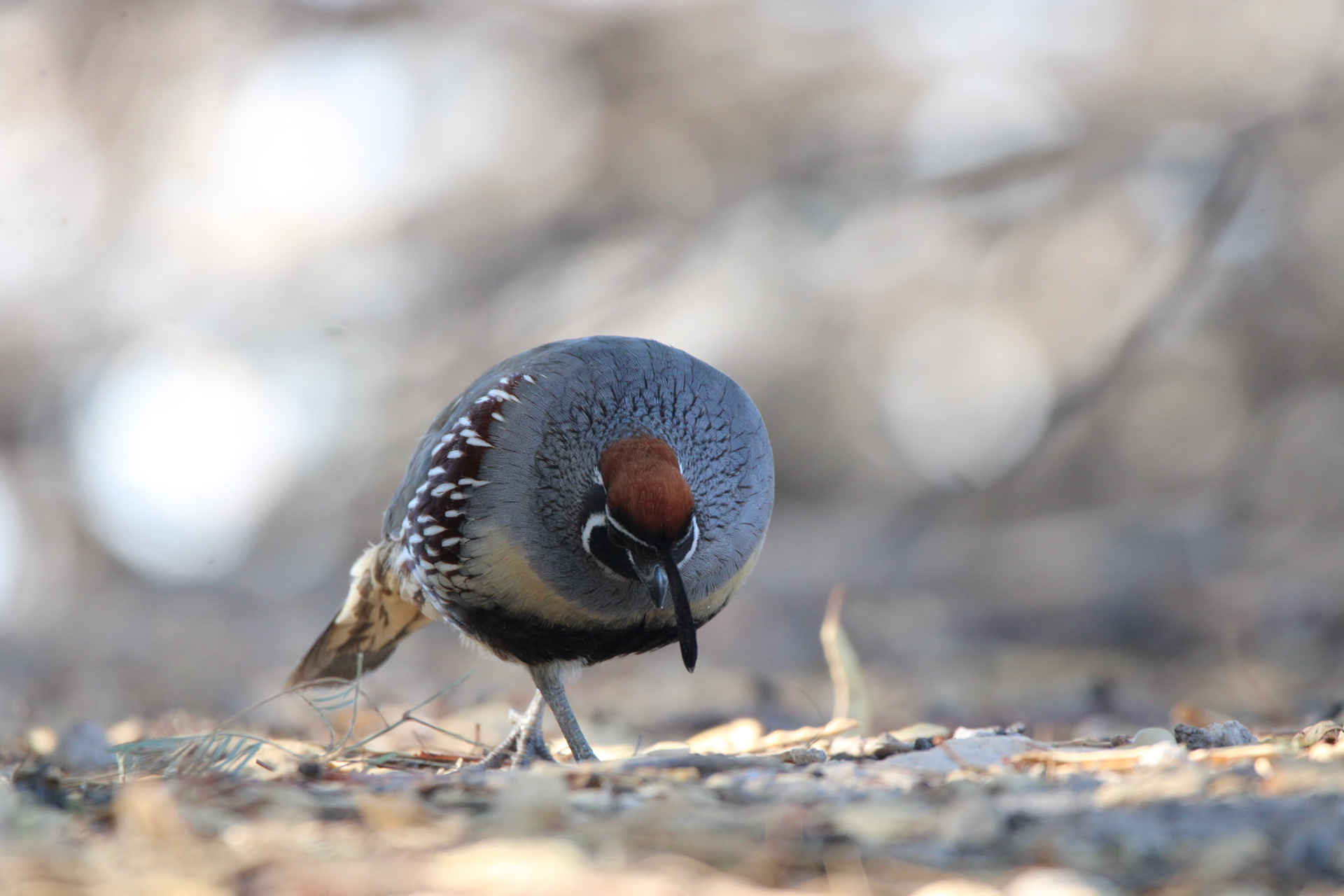 Gambel's Quail