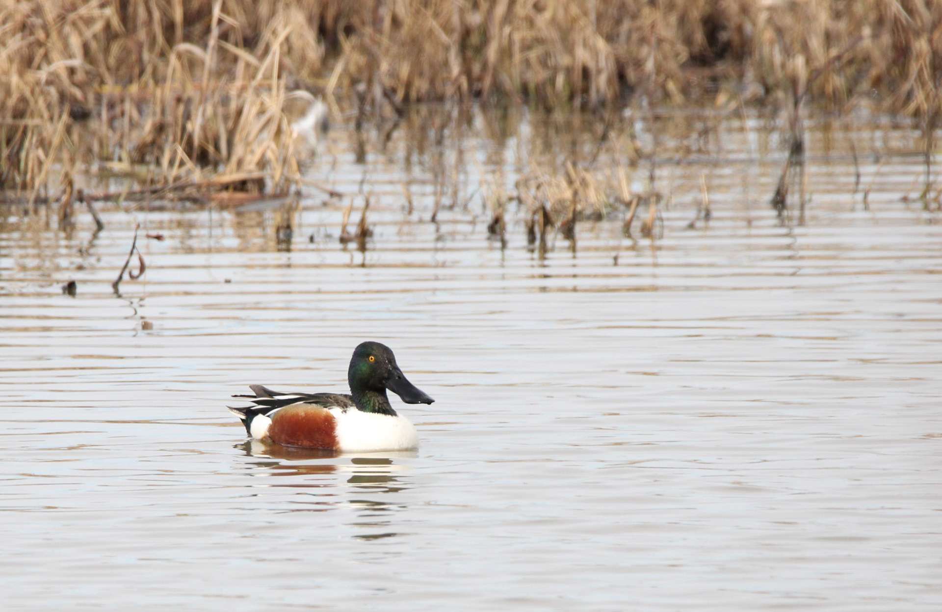 Northern Shoveler
