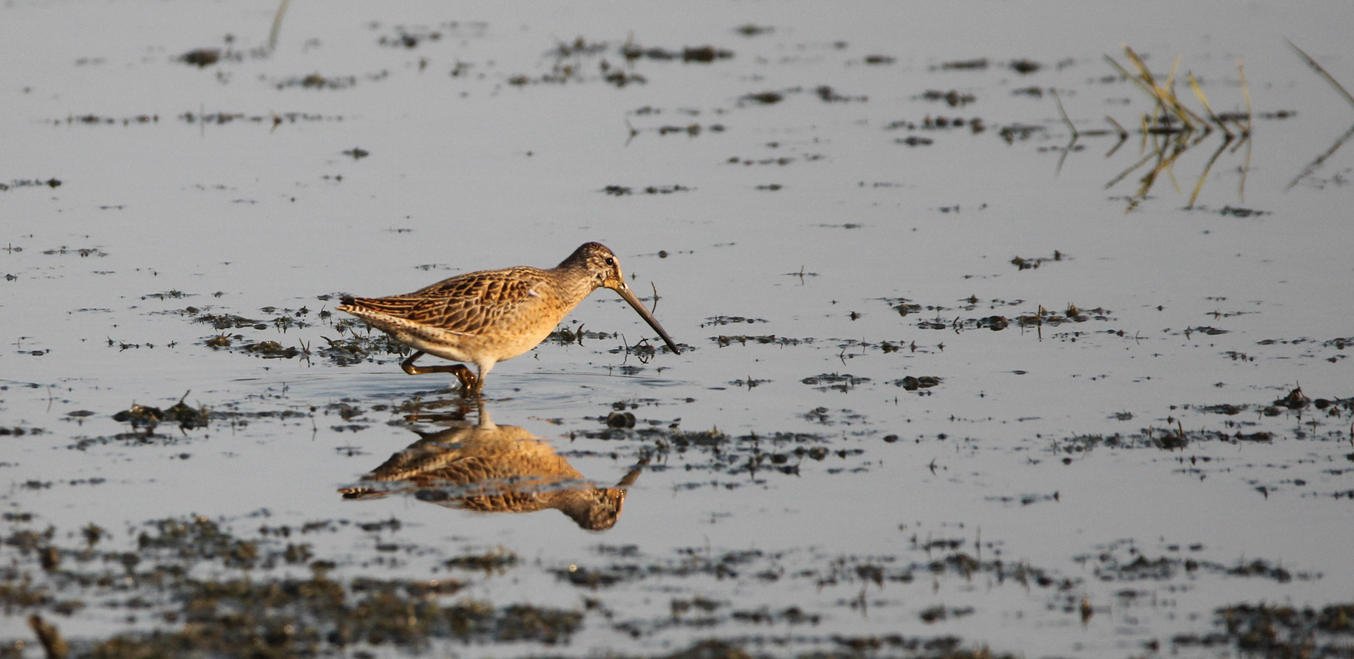 Short-billed Dowitcher