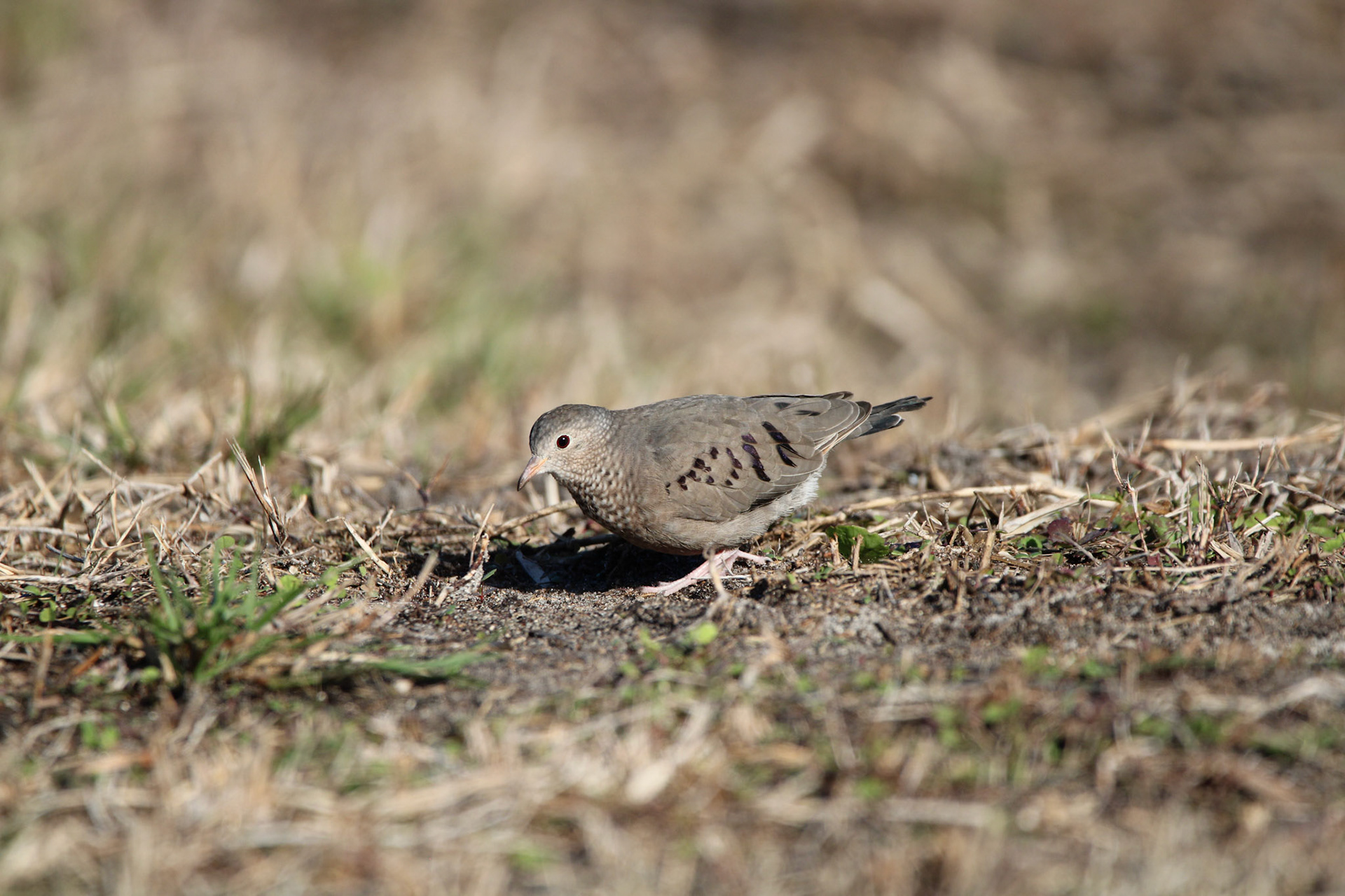 Common Ground Dove