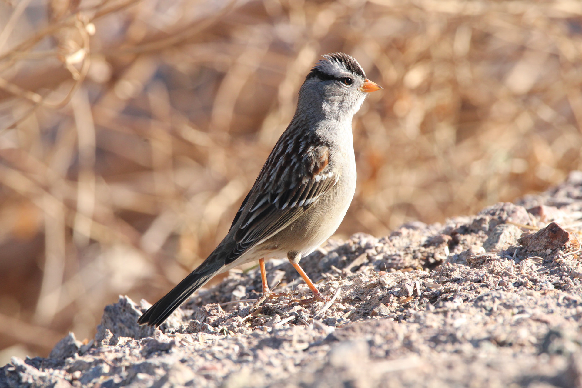 White-crowned Sparrow