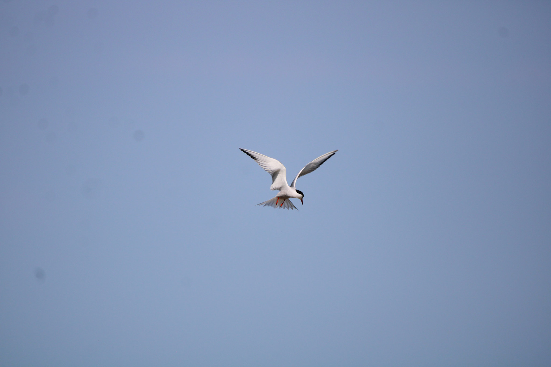 Common Tern