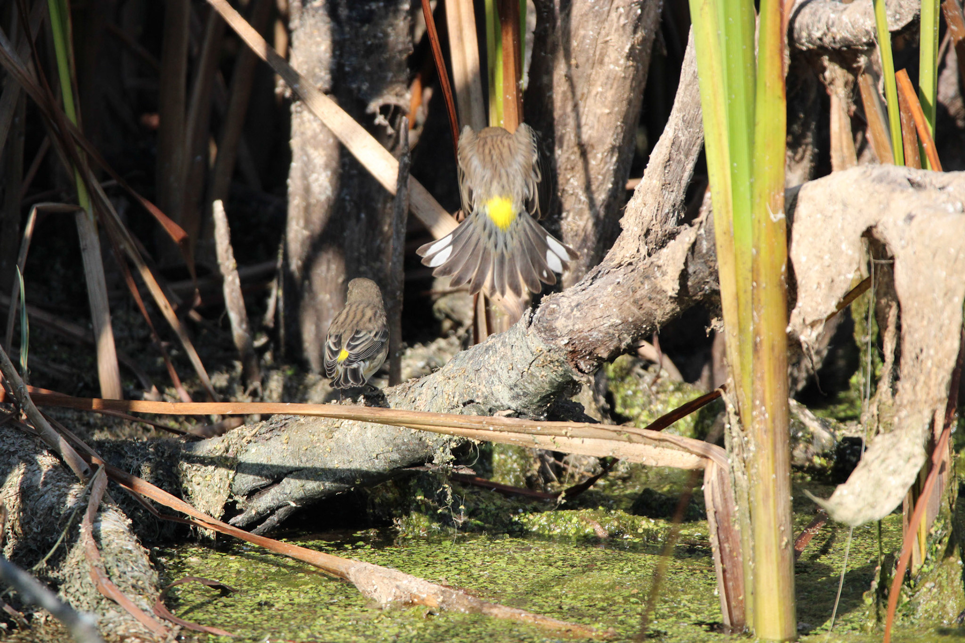 Yellow-rumped Warbler