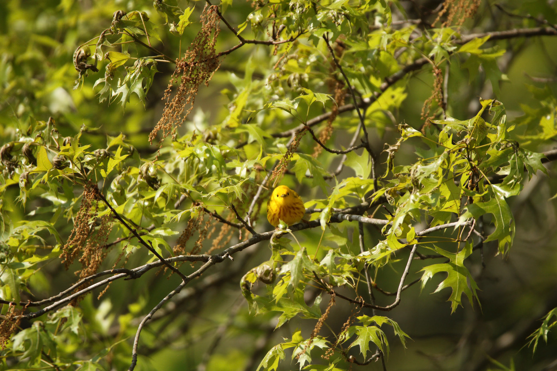 Yellow Warbler