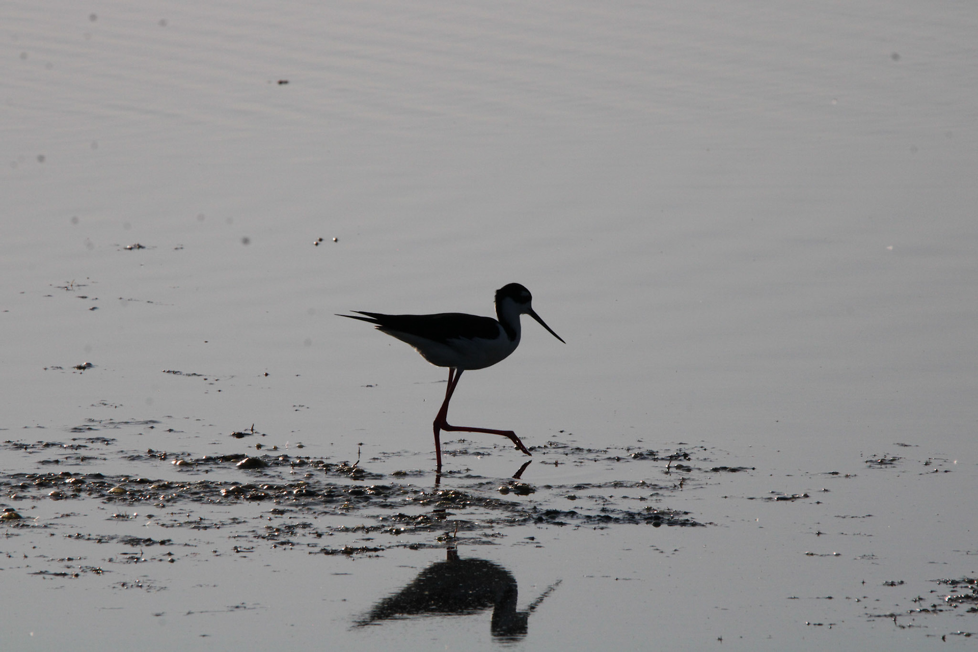 Black-necked Stilt
