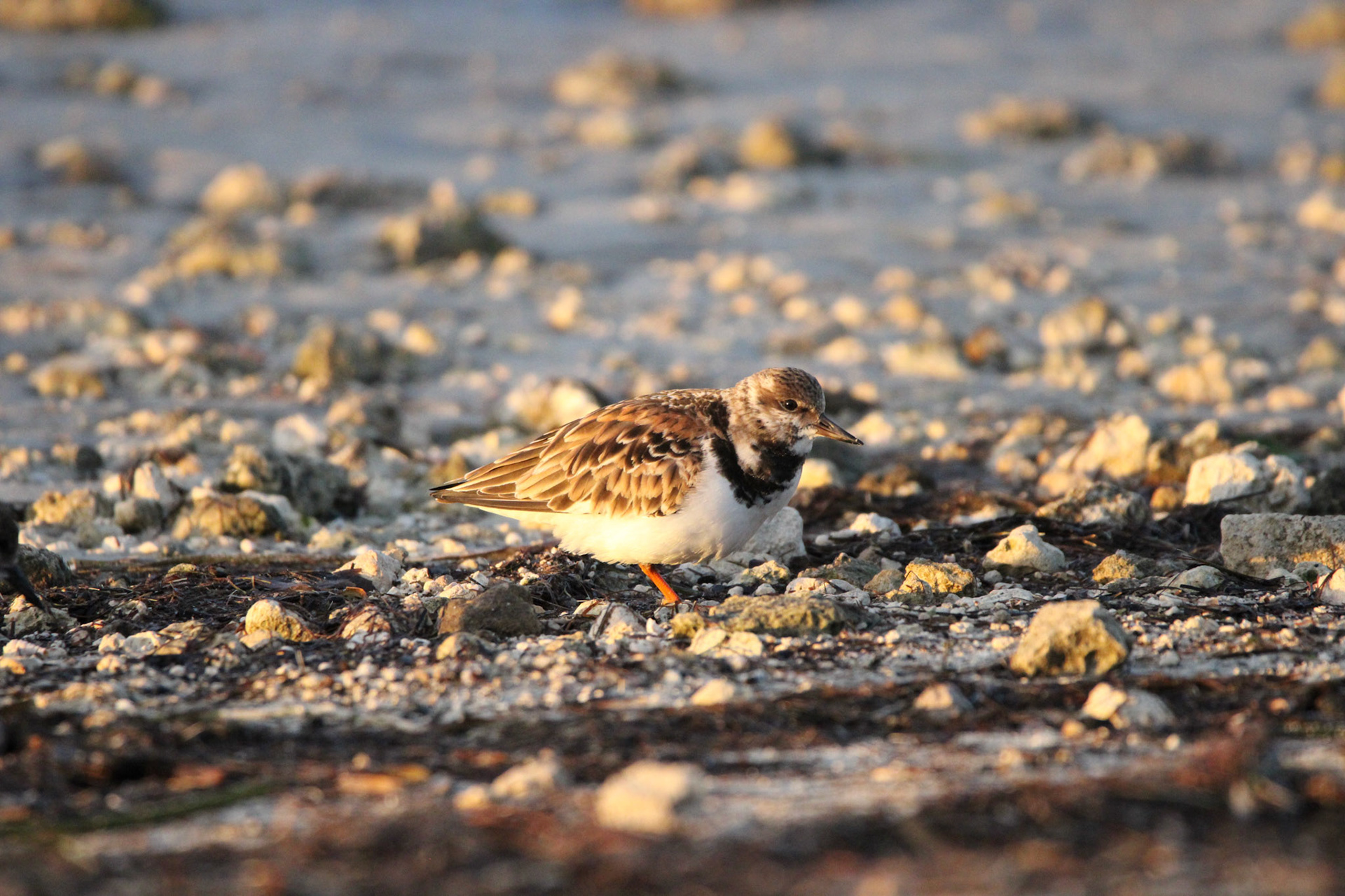 Ruddy Turnstone