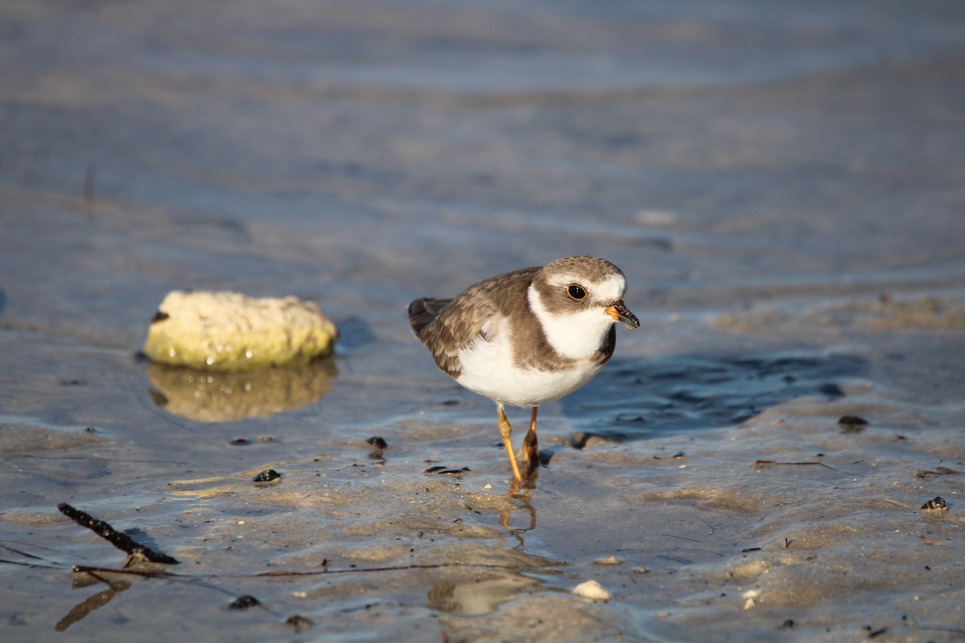 Semipalmated Plover